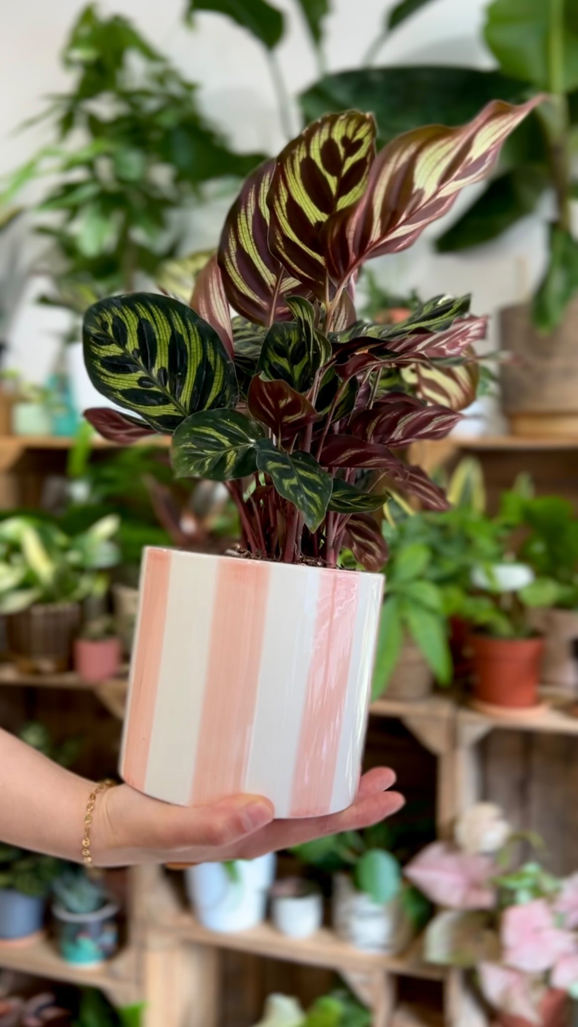 Tuto pour soigner les bobos des grands 🤕
#boutiquedeplantes #plantslovers #greenlovers #jungleurbaine #plantsociety