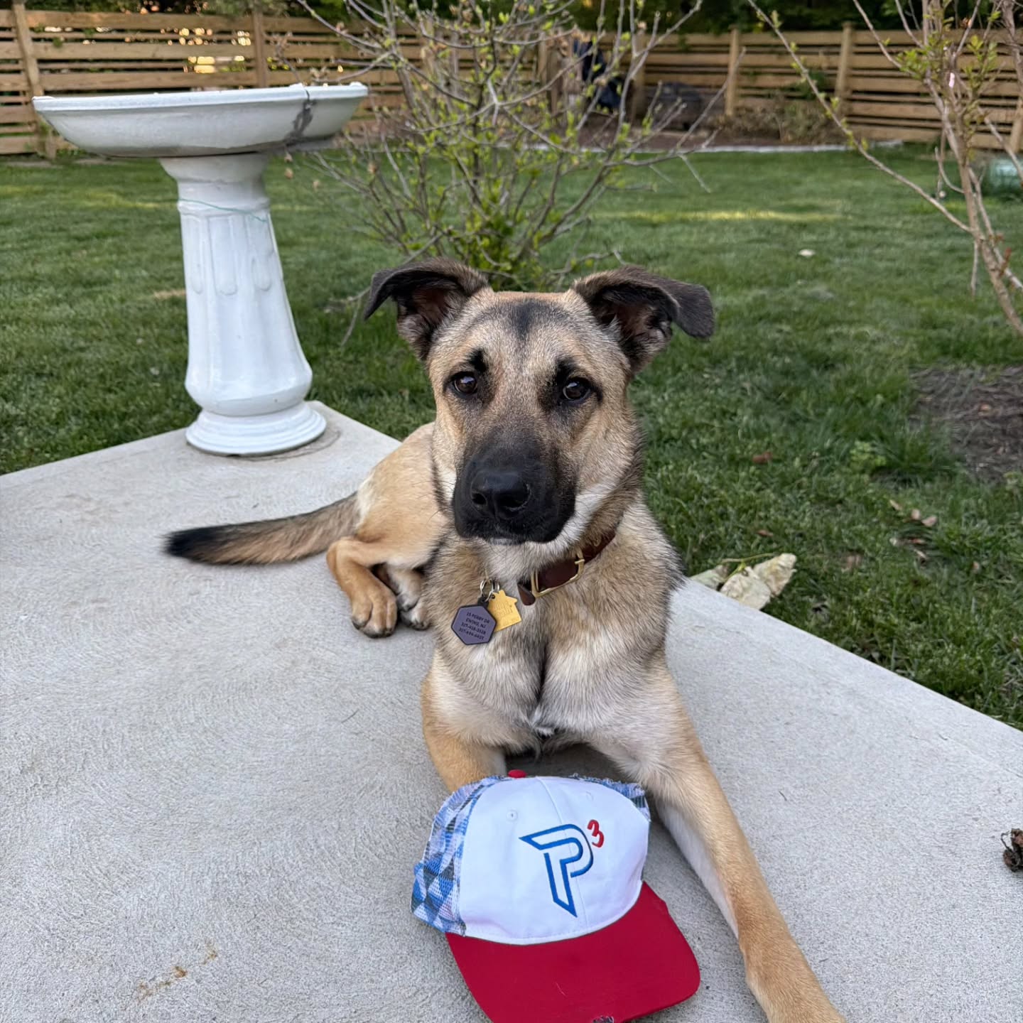 Hannah’s training for IRONMAN ottawa
Sam’s training for a 70.3
And Tippet is apparently training for zoomies, fetch intervals, and advanced hat destruction.
I think he saw all the running, riding, and playing outside and decided:
“If I can’t join the workouts… I’m at least joining the TEAM P3 gear rotation.”
Safe to say Sam’s hat lost that battle.
Honestly though, Tippet’s ideal training plan is probably:
• Zone 5 squirrel chases
• Recovery naps in the sun
• Unlimited backyard tempo sessions
• Zero long rides
Can’t really argue with the approach.
#PetsOfTEAMP3
#TEAMP3
#P3Fitness