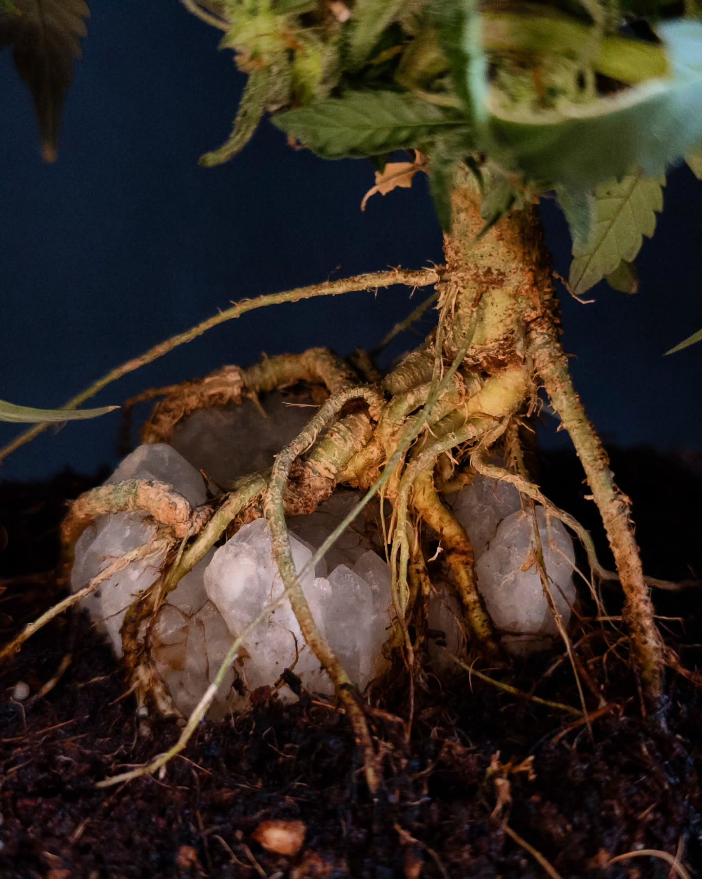 Bonsai mastery lies in exposing and training roots over stone to create harmony and strength in miniature form, the same spirit we apply in cannabonsai. Here, Gobstomper from @_mephistogenetics shows off its roots elegantly wrapped over quartz, a stunning display of living art. This Sour Stomper x Mango Runtz hybrid is now harvest-ready with dense, purple-tinged buds, vibrant colored leaves, tropical fruit loops in gasoline terps, and a heavy frost coating. Huge thanks to @_mephistogenetics! Use code cannabonsai for 10% off seeds.