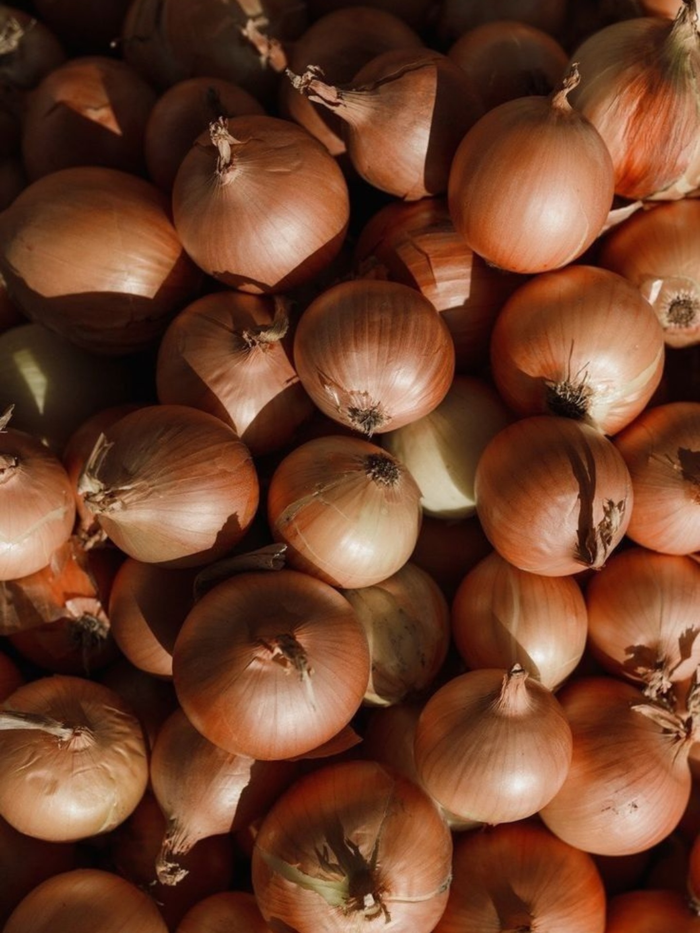 Golden hour, warm weather, and onion season ☀️🧅