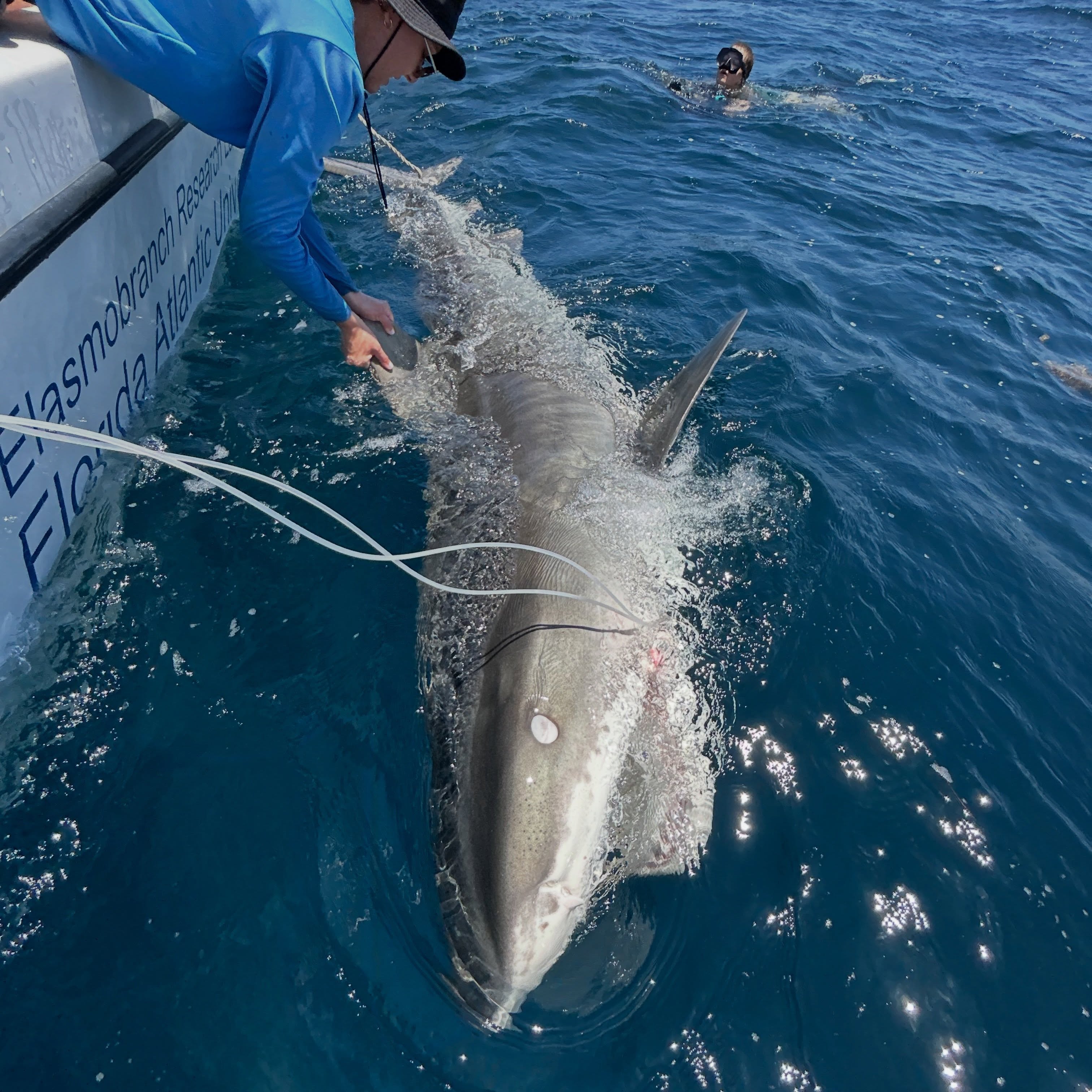 Fun day filming with @floridaatlantic communications highlighting our #shark tagging #research. Caught 2 nurse sharks and this #tigershark. The tiger had partially healed wounds along the back from a propeller. We affixed a @lotektelemetry #satellite #transmitter and are excited to see what the data reveal when the transmitter pops off the shark later this summer. Look for more updates from @floridaatlanticmarketing coming soon. @fauscience @dusky_boats @colganfoundation