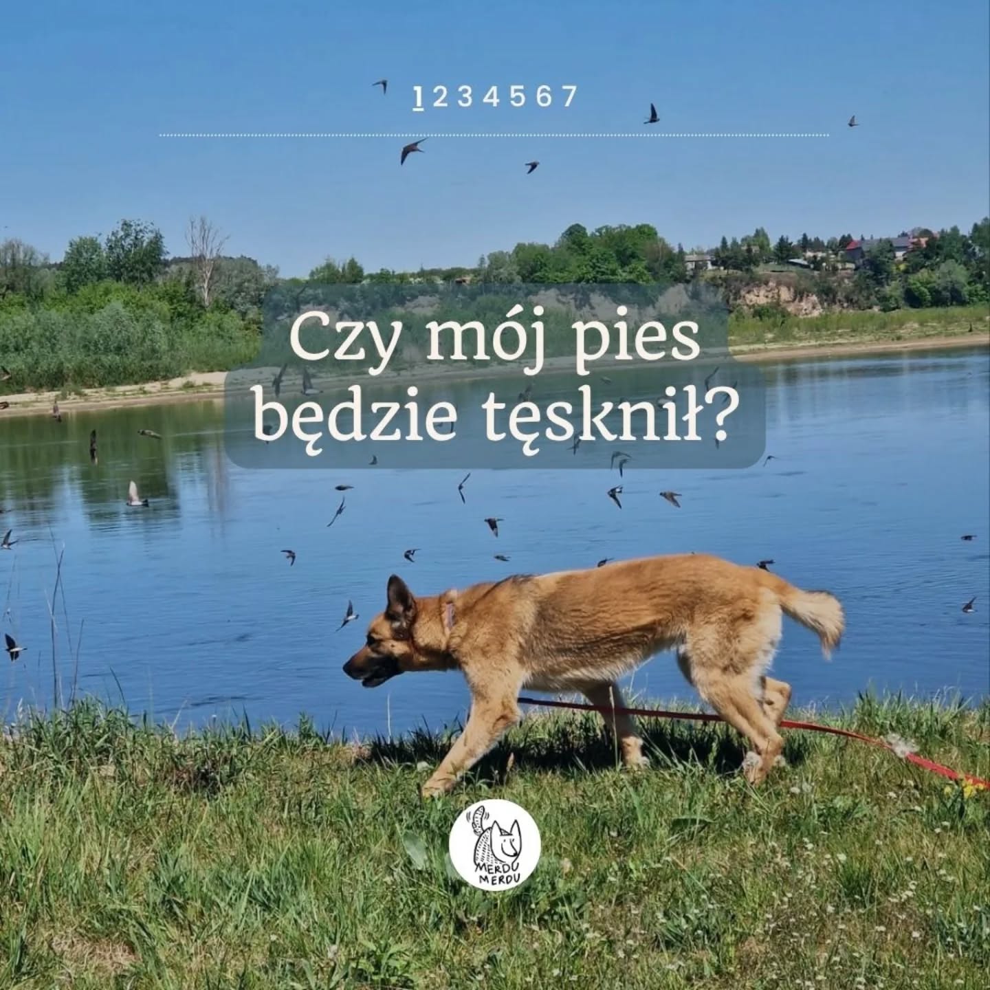 Kupujesz bilety, rezerwujesz hotel dla siebie i nagle patrzysz na słodko śpiącego obok psa. Przecież jak go zostawisz w hotelu, to będzie tęsknić!
Zostawianie psa po raz pierwszy to zazwyczaj większe przeżycie dla właściciela niż dla samego psa. Wiemy to, bo widzimy obie strony: i tę przy samochodzie i tę która już po chwili wącha nowe miejsca i ma głęboko w nosie, że przewodnik właśnie zaczął urlop bez psa.
Oczywiście każdy pies jest inny. Jedne adaptują się błyskawicznie, inne potrzebują więcej czasu. Dlatego też jest obowiazowe zapoznanie. Chcemy żeby przewodnika nas poznał i pies wiedzial z kim i gdzie będzie spędzać wakacje. Zawsze łatwiej psu zostać z ludźmi których poznały i w miejscu które już kiedyś odwiedził.
Jeśli masz pytania albo wątpliwości przed pierwszą wizytą — napisz. Chętnie pogadamy zanim podejmiesz decyzję.
#hoteldlapsow #merdumerdu #opiekanadpsem #hoteldlapsawarszawa #hoteldlapsanowydwormazowiecki