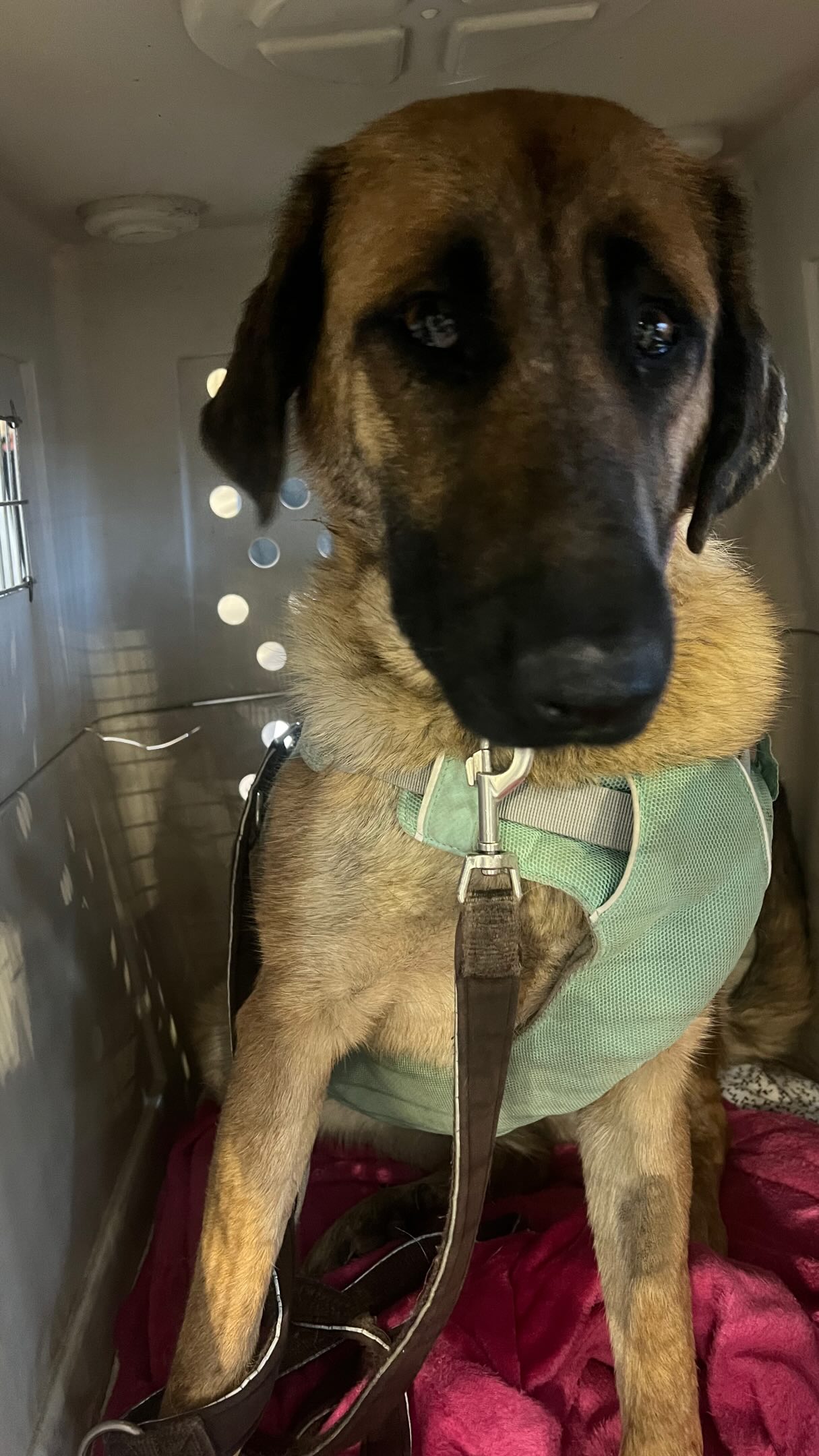 Tía ♥️ ( nu Zumba)
Na 1,5 jaar zwerven op straat kwam ze gisteren thuis 🙏🏻💛🐾
Na 1,5 jaar kregen we eindelijk de kans om haar te plaatsen in Nederland.
De vangactie verliep goed en bij protectora Alora Dog Rescue Protectora de Animales mocht ze godzijdank verblijven tot ze klaar was om te reizen.
Daar groeide haar vertrouwen, ze bloeide op, maakte vrienden en leerde wat veiligheid is.
Altijd een gevuld maagje, zachte handen en liefdevolle zorg ♥️
Ze leerde daar van Simone dat mensen ook goed kunnen zijn.
Dat je mag vertrouwen.
En dat je weer van een mens kunt leren houden.
Gisteren was het zover: haar reis naar huis ✈️ 🇳🇱
Het was spannend, de reis was eng… maar Tía heeft het dapper doorstaan.
Voor Simone, die haar maanden heeft verzorgd, was het afscheid even slikken.
En voor mij, na 1,5 jaar voeren en vertrouwen opbouwen op straat, ook 🥲
Maar vooral overheerst de blijdschap.
Want ze is niet weg… ze is thuisgekomen 🙏🏻
Een eigen familie.
Nieuwe hondenbroertjes en -zusjes.
Een leven dat ze nooit gekend heeft, maar nu mag gaan ontdekken.
We gaan haar missen… maar zoals eerder gezegd: wat missen we haar graag. ❤️
Simone, via deze weg nogmaals ongelooflijk bedankt voor alles wat je voor haar hebt gedaan nadat wij haar van straat haalden.
En adoptant Anneke,
die ene reactie onder dat filmpje in de regen: “Als je haar vangt, mag ze bij ons wonen.”
Jij hebt haar wereld gered.
Dank je wel voor het vertrouwen en haar dit leven te geven 🙏🏻
Een afloop om met ons allen dankbaar, maar ook trots op te zijn.
En vooral trots op Tía zelf ! Hoe dapper ze zich heeft aangepast en dit nieuwe leven is ingestapt. ❤️
𝐋𝐢𝐞𝐯𝐞 𝐓í𝐚,
Je laat je verleden achter… en begint aan een nieuw leven, met een nieuwe naam.
𝐙𝐮𝐦𝐛𝐚, 𝐥𝐢𝐞𝐟 𝐦𝐞𝐢𝐬𝐣𝐞… 𝐰𝐨𝐫𝐝 𝐨𝐧𝐠𝐞𝐥𝐨𝐟𝐟𝐞𝐥𝐢𝐣𝐤 𝐠𝐞𝐥𝐮𝐤𝐤𝐢𝐠. ❤️
Vergeet Spanje maar rustig… al hopen we stiekem dat je ons af en toe nog een beetje herinnert.
Wij zullen in elk geval altijd aan jou blijven denken. ♥️
#adoptdontshop
#rescuedog
#streetdogrescue