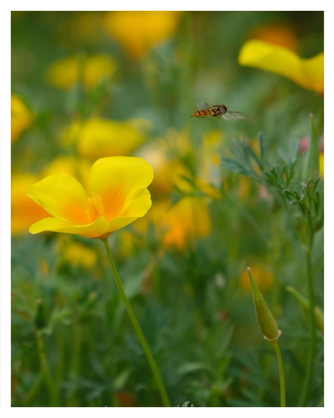 Hoverfly at Cambridge botanical gardens 🪰🐝✨
Camera: Fuji X-T30
Location: @cubotanicgarden
#naturephotography #insectphotography #spring #flowers #norfolk