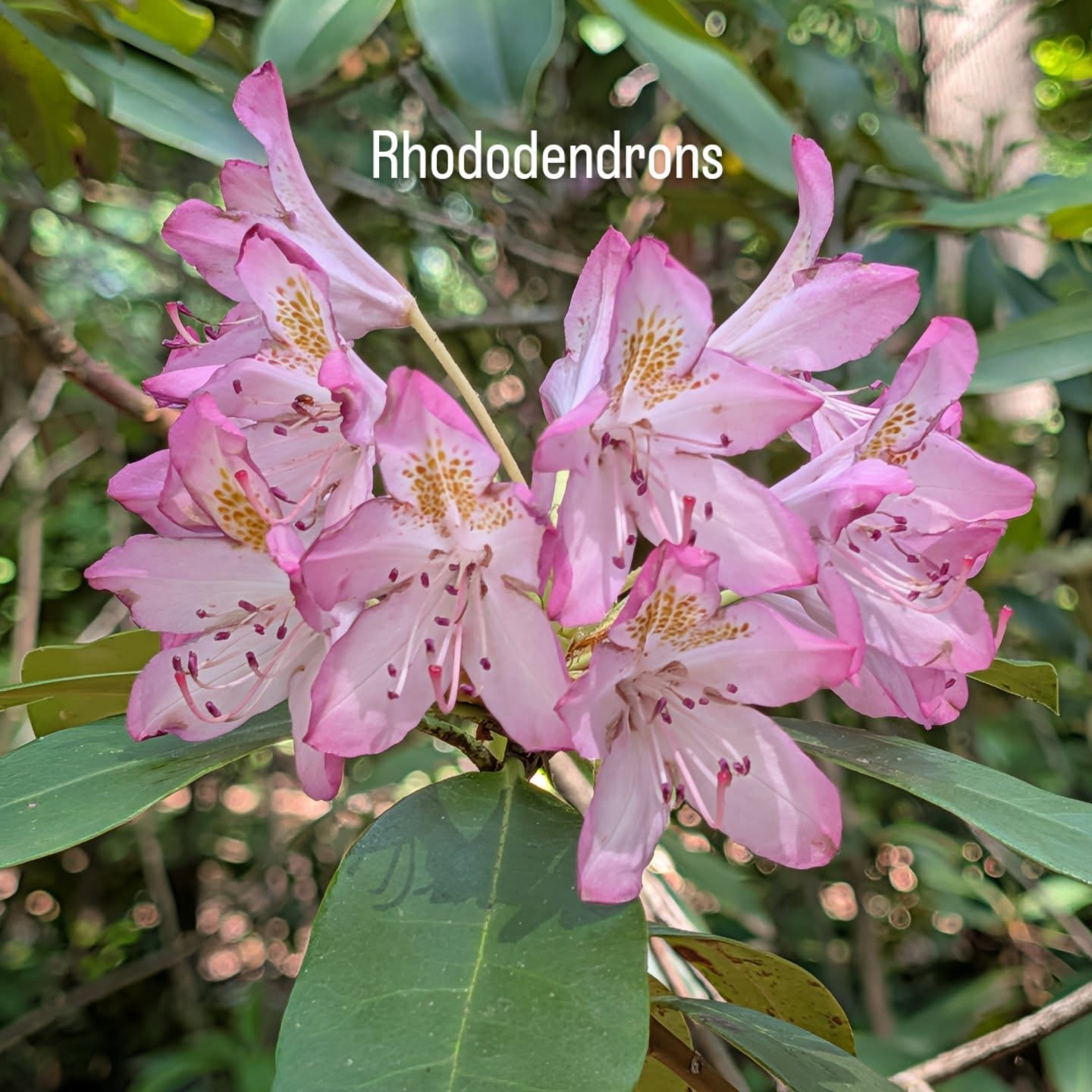 Finally found the rhododendrons walking through Charlotte's botanical gardens.