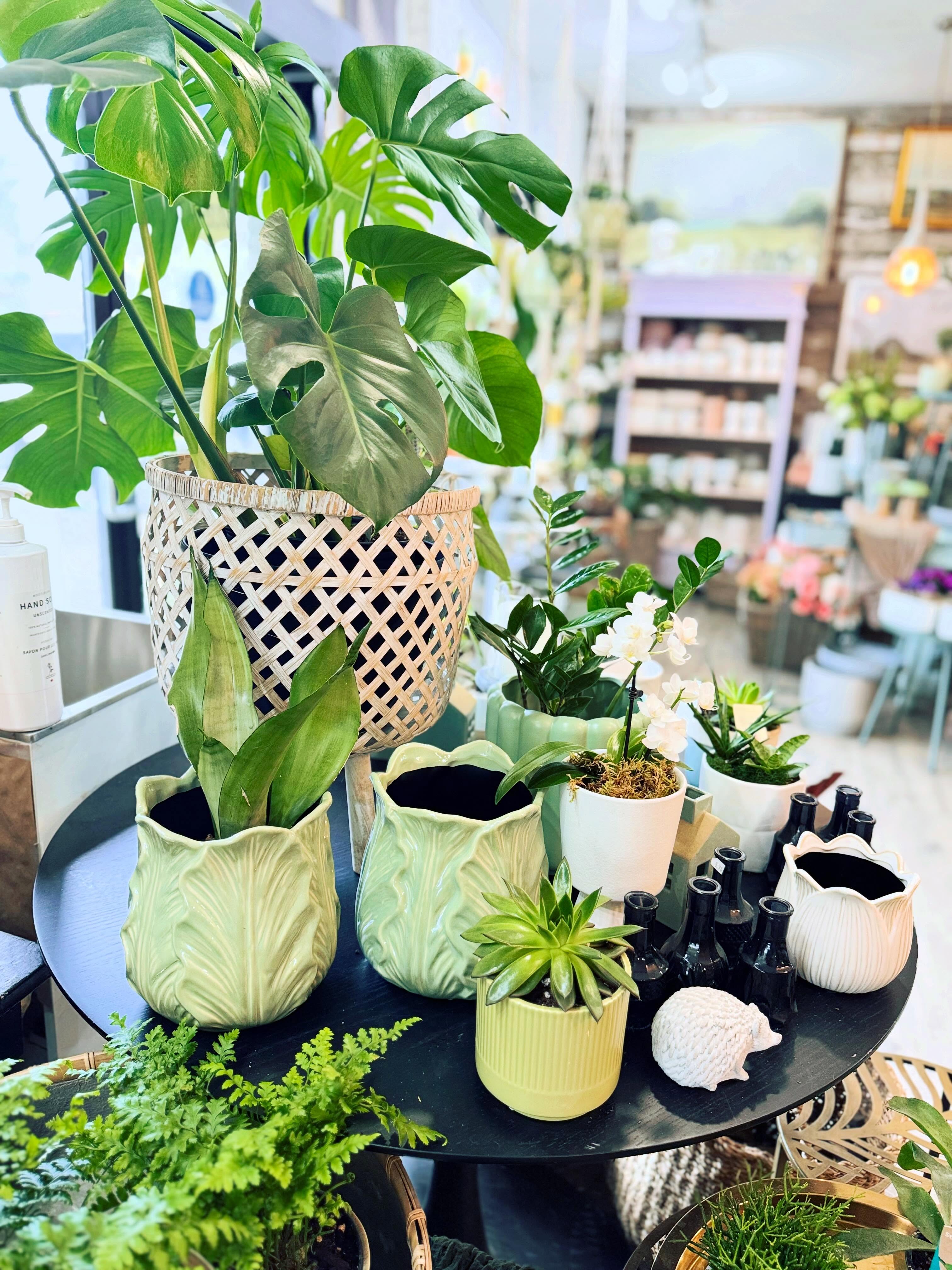 🌿 Dutchess is open today — Saturday, May 16 from 10–1! 🌿
Stop by and check out our beautiful tropical plant selection along with so many new pretty ceramic pots to match. We are always bringing in fresh new finds for the shop — from plants and art décor to unique giftware and seasonal treasures.
A little glimpse of our display windows at night ✨ … so dreamy and cozy. We love creating a space that feels inspiring every time you visit.
Come wander, browse, and enjoy the long weekend with us. Wishing everyone a wonderful May long weekend filled with sunshine, rest, and beautiful moments. 💚