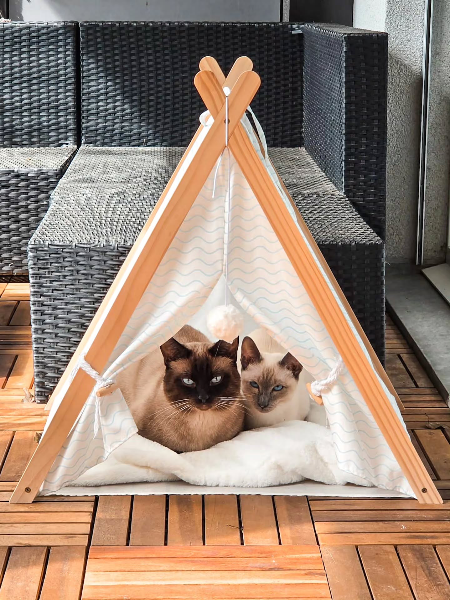 Kashmir, Roxy & Valentino are wishing you a cozy and beautiful Sunday from our balcony ☀️🤍 (Deutsche Version unten)
Nothing better than sunshine, cuddles, and lazy moments together in their little tent 🐾✨
#MysticPaws #ThaiCats #CatLovers
_____________________________________
Kashmir, Roxy & Valentino wünschen euch einen schönen und gemütlichen Sonntag von unserem Balkon ☀️🤍
Es gibt nichts Schöneres als Sonne, Kuscheln und entspannte Momente zusammen in ihrem kleinen Zelt 🐾✨
#CozySunday #ThaiCattery