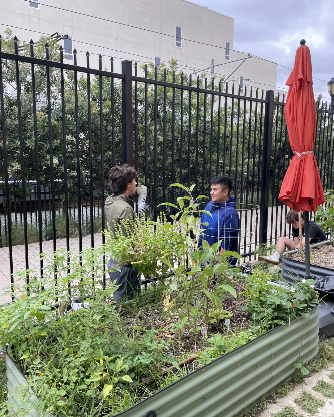 This May our volunteers helped transform our gardens at Wild Rose Elementary and Monrovia Community Garden South through weeding, mulching, and planting. From making our gardens more ADA accessible to supporting student learning spaces, every hand made a difference! 💚
A special thank you to @volunteercenterofsangabvalley and @maranathahighschool for always being willing to get your hands dirty with us. These gardens continue to grow because of your care and the care of the community 🌱🐝♻️