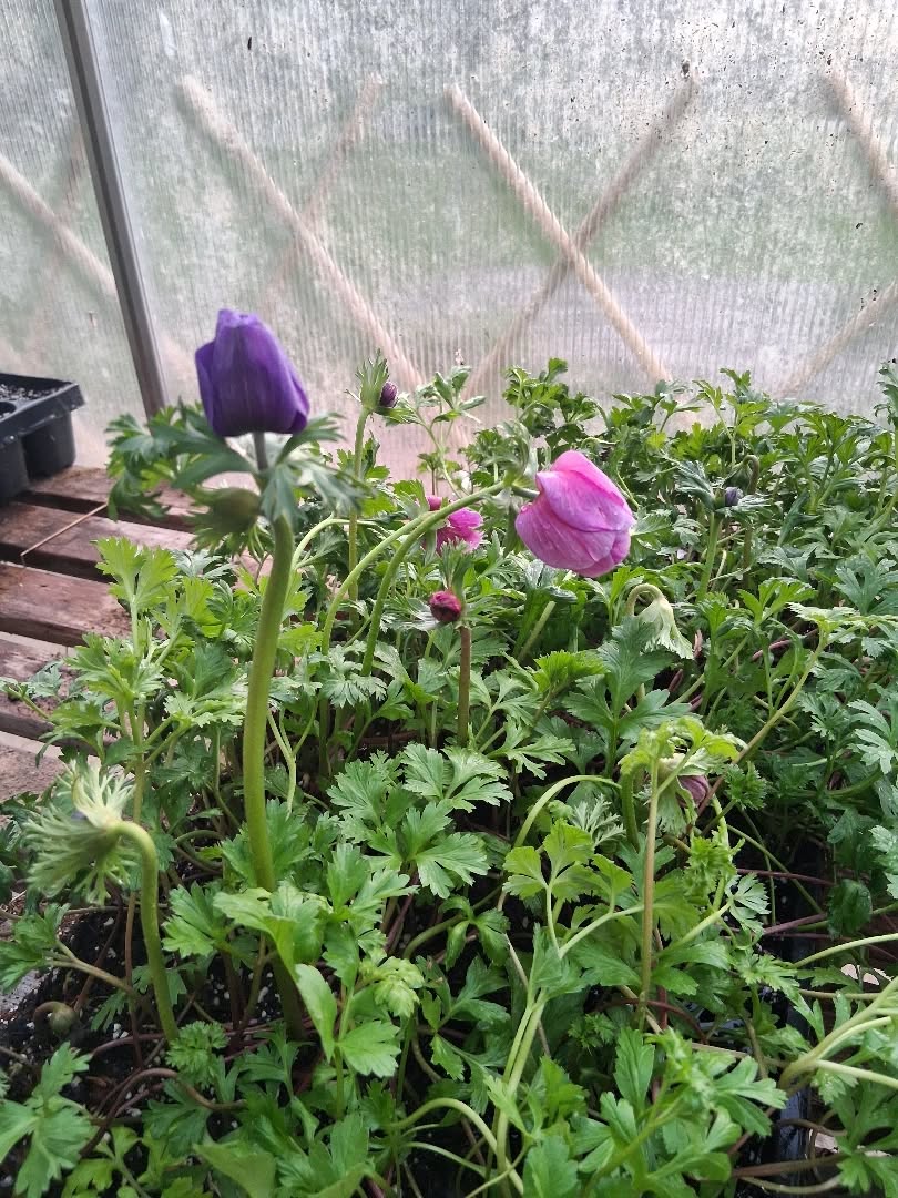 Late again getting things in the ground, oops 🤦♀️ but in my defense I wasn't exactly planning on doing anemones this year - I found a box of bulbs from 2023 that I somehow forgot about for 3 years 🤷♀️ and soaked and presprouted them, not expecting much, but low & behold, a bunch actually started to grow! 💜💜💜💜
#maine #greenhouse #flowerfarm #anemones #cutflowers