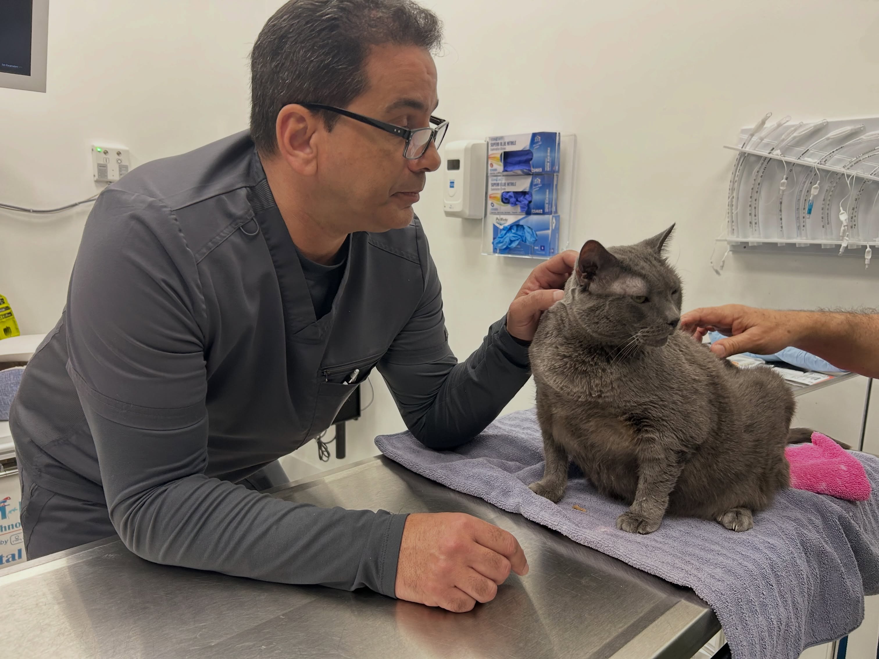 🐾 Consultas generales y chequeos preventivos
💉 Vacunación y desparasitación
🔬 Laboratorio y diagnósticos por imagen
✂️ Cirugías generale
🦷 Cuidado dental veterinario
🐶🐱 Atención personalizada para perros y gatos de todas las edades
Gracias por confiar en nosotros. En Fontes Animal Clinic, tu mascota está en buenas manos.
*
*
Fontes Animal Clinic
📲 305-364-5327
📍 2330 SW 67 AVE Miami, FL 33155
🌐Website: https://www.fontesanimal.com
#fontesanimalclinic #florida #miami #hialeah #veterinarymedicine vettech vetmed FontesAnimalClinic 6toAniversario CuidandoConAmor 💙