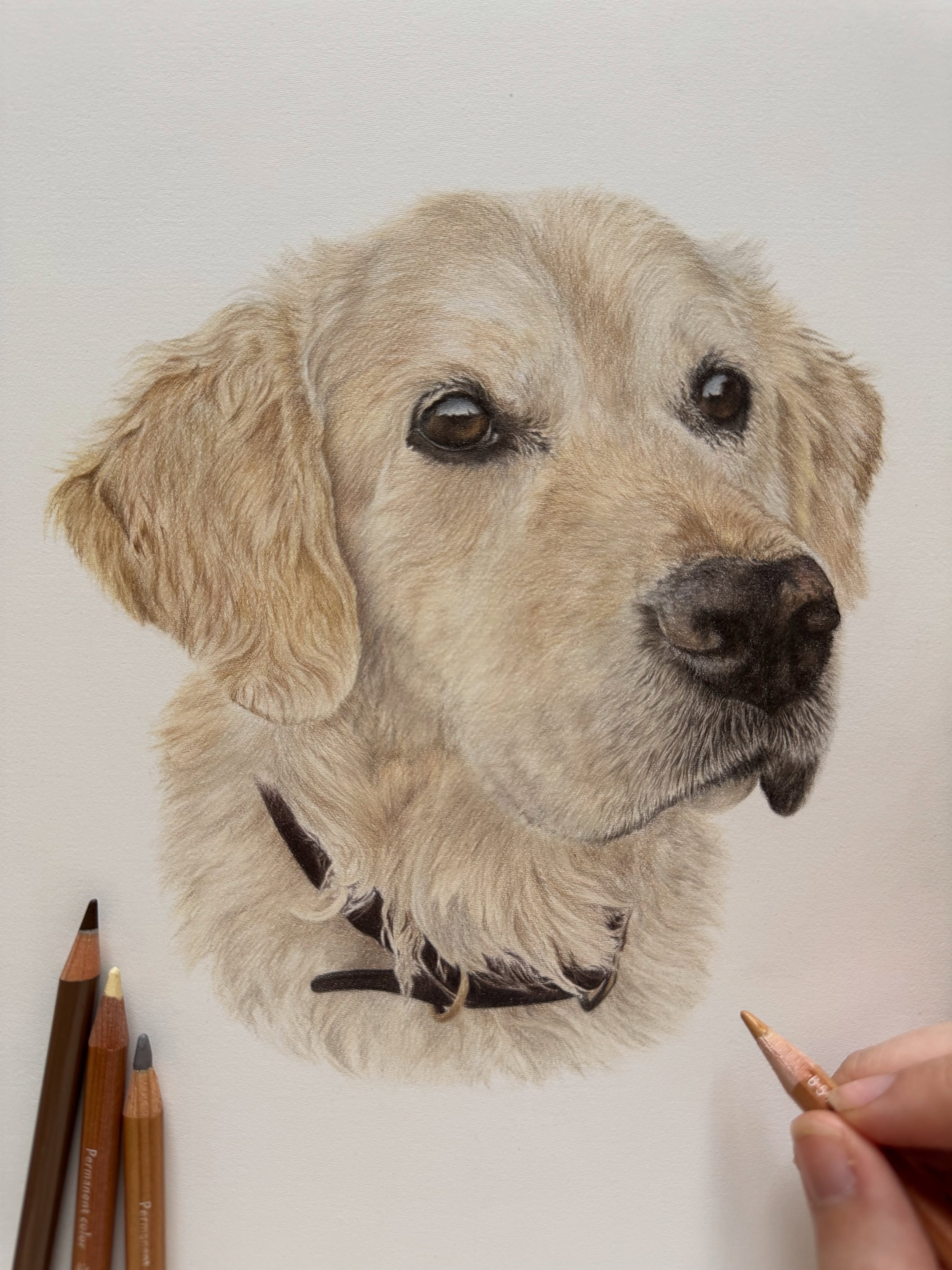 A memorial portrait for Finnegan - a golden retriever with the biggest heart 💛
One of my favourites from this year ☁️
#goldenretriever #petportraitmemorial #goldenretrieverdrawing #realisticdrawing #dogdrawing