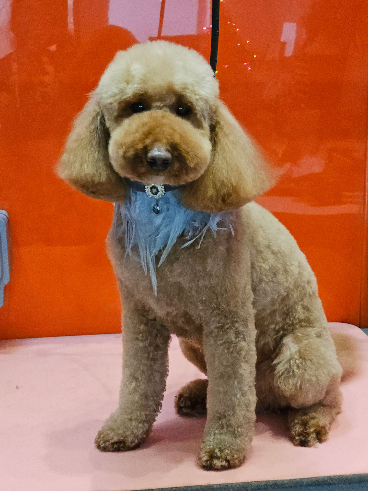 🧡 One dog taught me something I’ll never forget… 🧡
When Waffle first came to me, he cowered in the corner of the salon. If I moved towards him, he growled. I knew there was no point trying to groom him. So I didn’t.
I let him stay where he felt safest.
I moved away from him, gave him space, and gently tried to encourage him to come to me. He wasn’t ready, so I didn’t push it.
Instead, we arranged a few short sessions where the only goal was for Waffle to get used to me, the salon, and the idea that nothing bad was going to happen. Eventually, over time, he started to trust me.
He came closer, then he allowed me to touch him. Eventually, we began grooming.
I won’t pretend this was quick, because it wasn’t.
Thankfully, Waffle had a caring owner who understood that he needed time, patience, and a different approach. Without that, I believe his behaviour could have escalated.
If he had been restrained and forced through a groom before he was ready, his fear would likely have grown stronger and his behaviour could have become worse.
But he was given time and was listened to. We built trust and that has paid off as now Waffle allows me to do a full groom and he even gives kisses.
Over time, I’ve learned his likes, his dislikes, and the little things that help him feel safer. If he tells me something is too much, I stop. I change what I’m doing. I swap to something I know he can cope with.
Waffle taught me that with anxious dogs, less is more. That trust has to come before grooming. That you have to go with what each dog needs at that time.
Feel free to message if you need support like this for your dog.
Love,
Melanie @ Vanity Fur VIP x
#vanityfurvip
#fearfreegrooming
#northyorkshiredogs
#nervousdogs