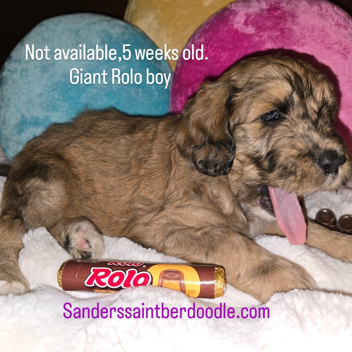 Not available,.
.
.
.
.
7 5
#sanders_saint_berdoodle