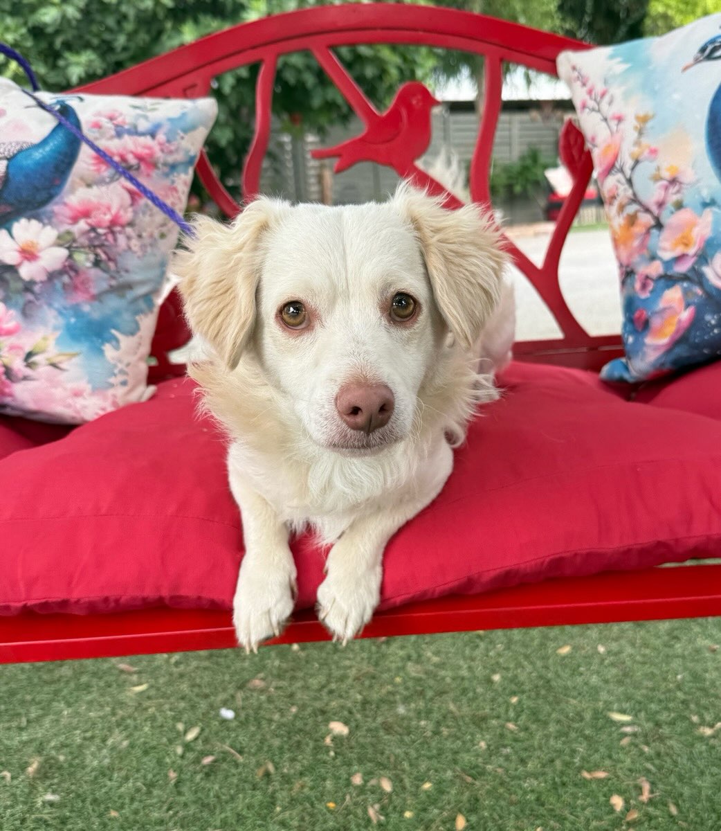 This is Carter. He is a 1 year old Doxie - Spaniel mix. He is friendly, dances for treats, and is good with other dogs.