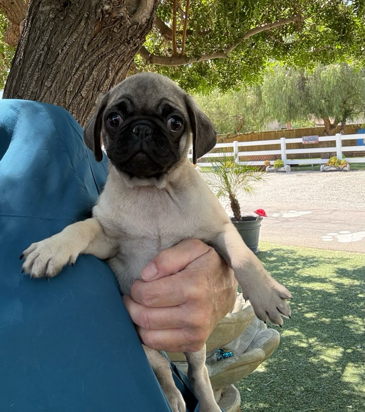 This is Zeke. He came in with his brother. He is a 10 week old Pug. He is a precious little puppy looking for a family.