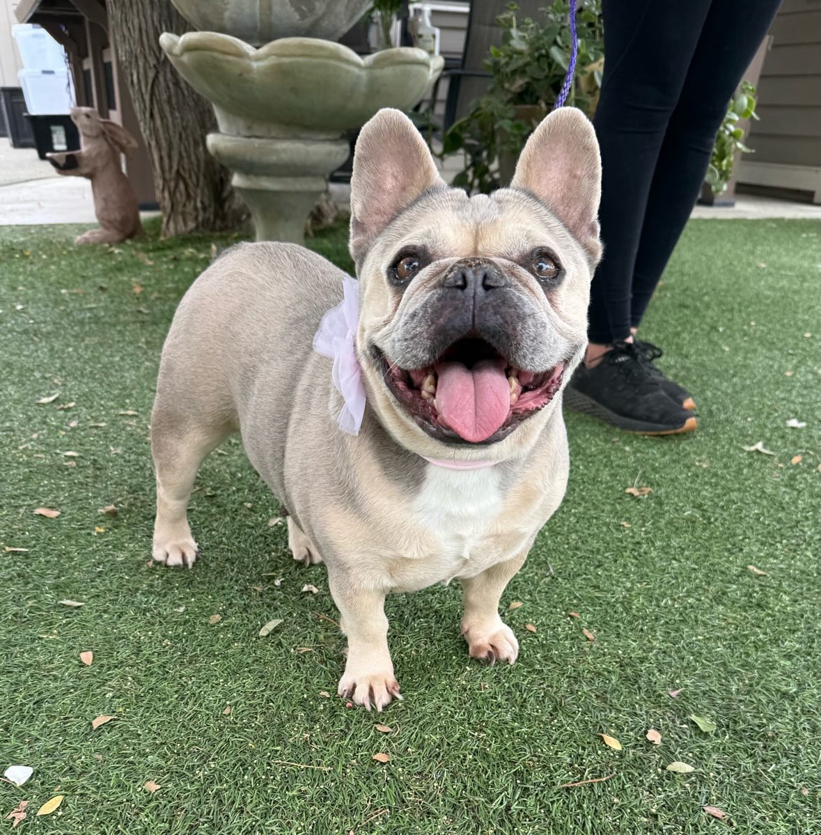 This is Princess. She is a beautiful, 6 year old French Bulldog. She is friendly, walks on a leash, house trained, and lived in a home with another large dog. Her owner is moving.