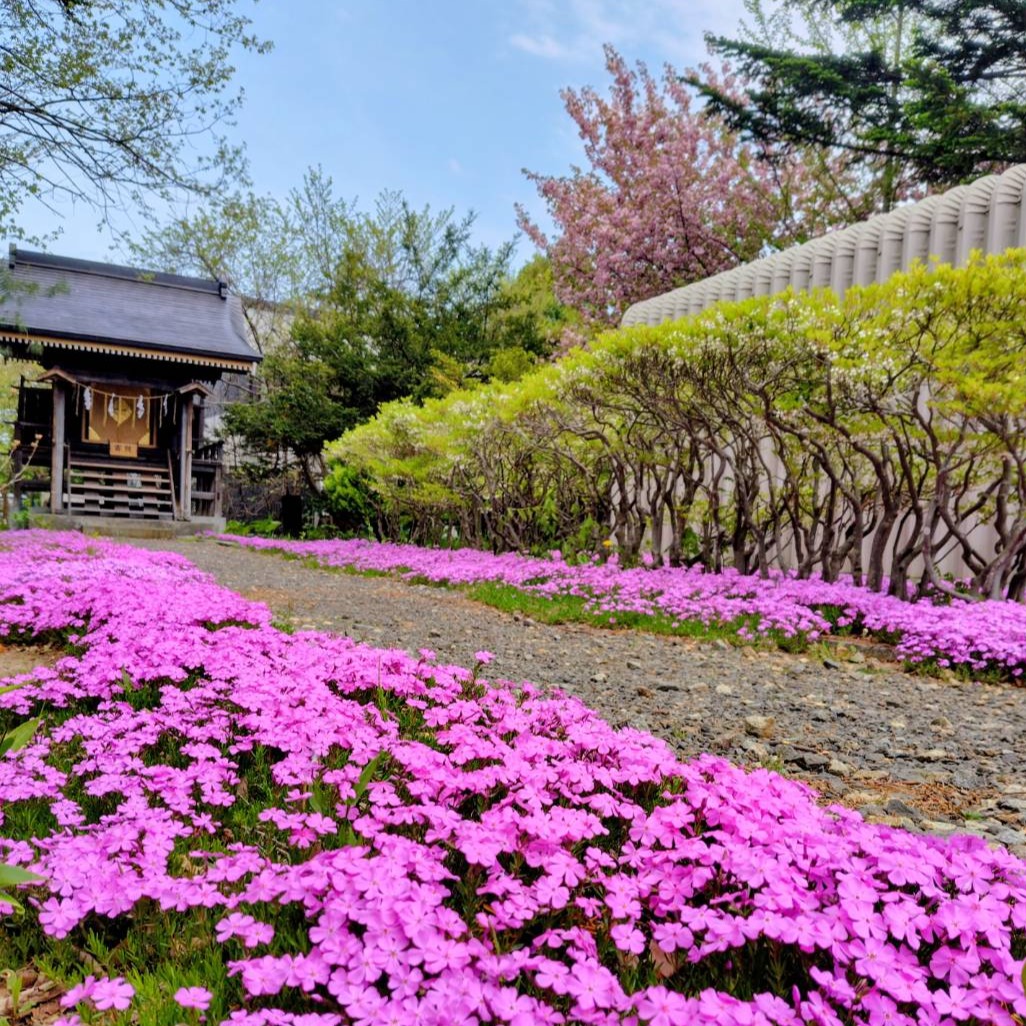 境内の芝桜が見頃となってきております。
#神社 #神社めぐり#厚別神社 #厚別神社と書いてアシリベツ神社 #神社好きな人と繋がりたい #神社めぐり好きの人と繋がりたい #駐車場あり #札幌の神社 #清田区 #花 #札幌観光 #芝桜 #開花 #写真好きな人と繋がりたい