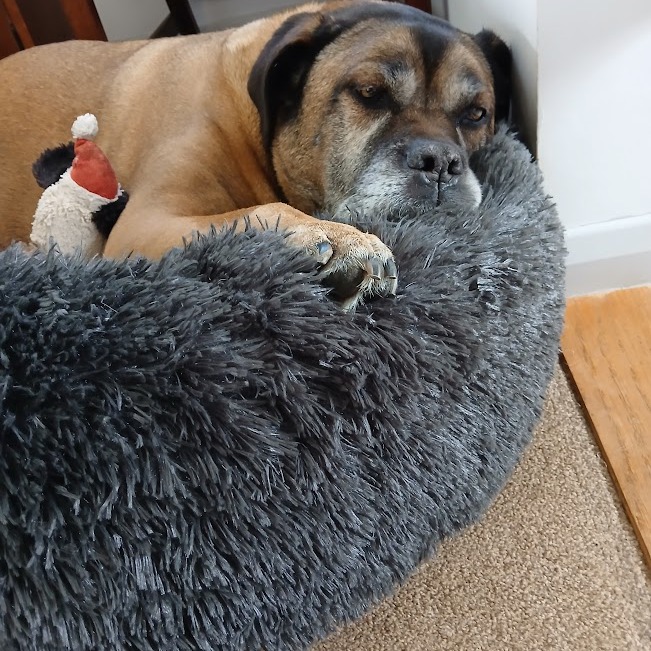 This lovely old lady is Pip and I've been cleaning her home now for the past 8 years! As some of you may know, I too have a dog of my own (also a mastiff) and she's my world 💖 I'm an absolute animal lover and this is why you and your fur family are 1000% safe in my hands. I am SO strict with what I use to make sure every single thing is harmless to your pets.
So many ingredients and chemicals in typical cleaning products are just terrible for animals and I am absolutely committed to their safety and happiness. As you can imagine, I'm also an animal hair expert by now, so know exactly where to point the hoover to get all that hidden fluff 🐶