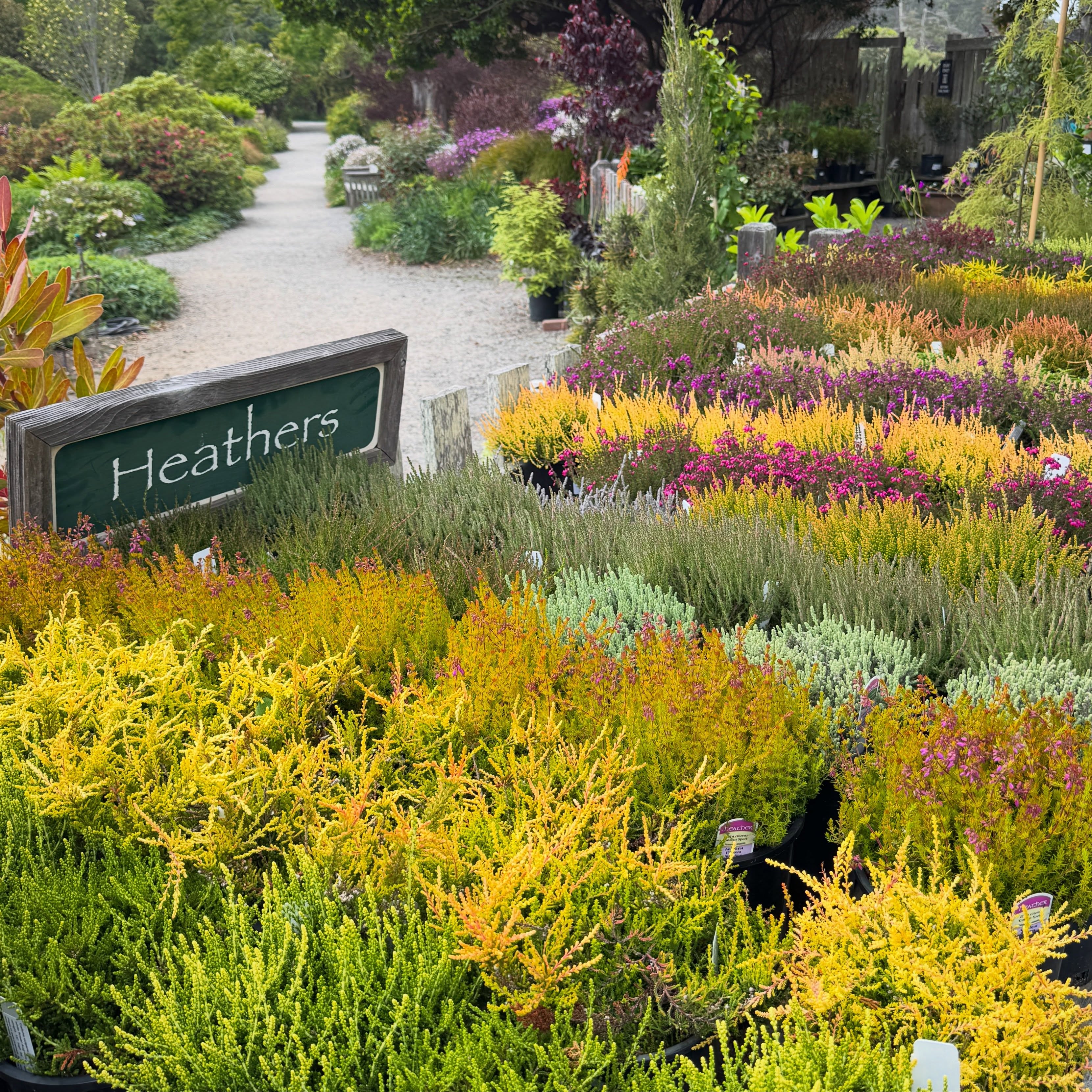 The MCBG Nursery is blooming with color! 🌸 From now through June 21, enjoy 20% off all Heaths and Heathers.
Heaths are putting on a spectacular show right now with vibrant purple, pink, and rose-colored blooms, while Heathers are glowing with diverse spring foliage in silvery grey, soft pink, gold, and every shade of green. Their later blooms and rich textures create a stunning, impressionistic “living tapestry” effect across hillsides and garden beds.
These hardy coastal favorites thrive in acidic soil with 5–6 hours of sun and are perfect for slopes, rock gardens, and seaside landscapes. They tolerate deer, salt spray, rocky or sandy soils, and pair beautifully with conifers and rhododendrons for added wind protection.
A little weekly water during the dry season will keep them fresh, colorful, and happy. Come explore our diverse selection and find the perfect carpet of color for your garden. 🌿
#weekendplans #gardening