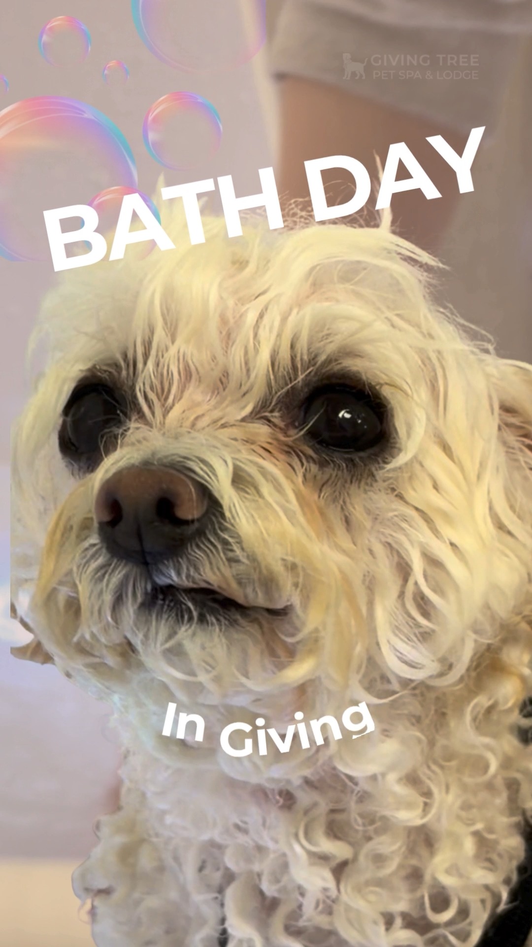 Bath time at Giving Tree Pet Spa & Lodge! 🛁
Fresh, clean, and feeling their best✨
#GivingTree #Virginia
#givingtreepetspa #Alexandria
#PetSpaAndLodge #Bathday