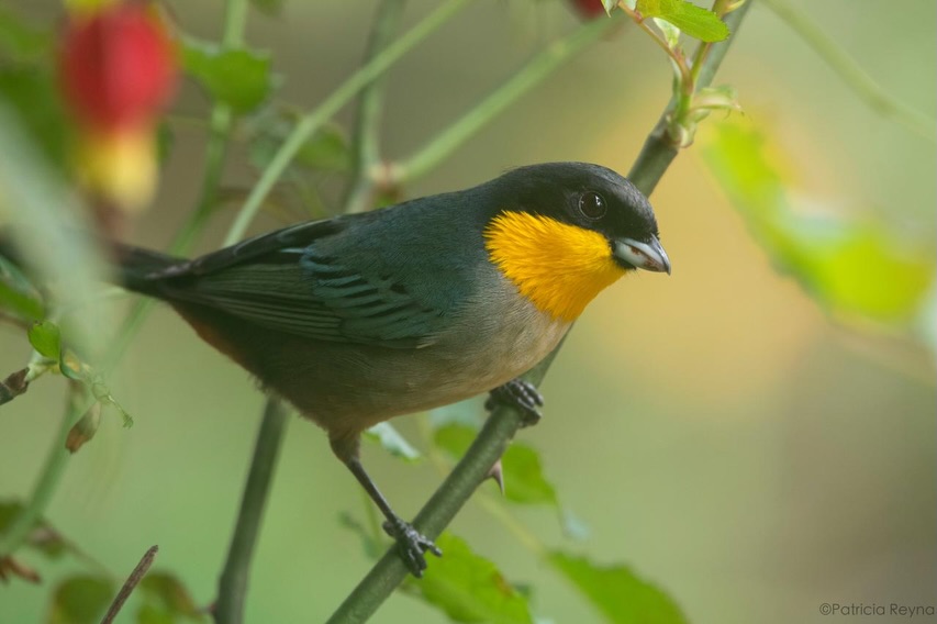 🔬 Iridosornis analis
🇵🇪 Tangara de Garganta Amarilla
🇬🇧 Yellow-throated Tanager
Una de mis tangaras favoritas alimentándose de frutos en @elpalmeral_oxapampa
Significado del Nombre: Iridosornis: Gr. iris, iridos= arco iris y ornis, ornithos= pájaro.
analis: L. analis= relativo a las coberteras inferiores de la cola, de la cloaca.(Avesdeperu.org)
Oxapampa tiene más de 800 especies de aves, de las cuales 180 han sido identificadas en proyecto de conservación de bosque El Palmeral.
Uno de los objetivos de nuestro proyecto es cuidar el hábitat de la gran diversidad de aves locales para que continúen subsistiendo como especies y viviendo libremente.
📷 @patriciareynafotografia
#elpalmeral_oxapampa #iridosornisanalis #avesperu #oxapampa #tangara