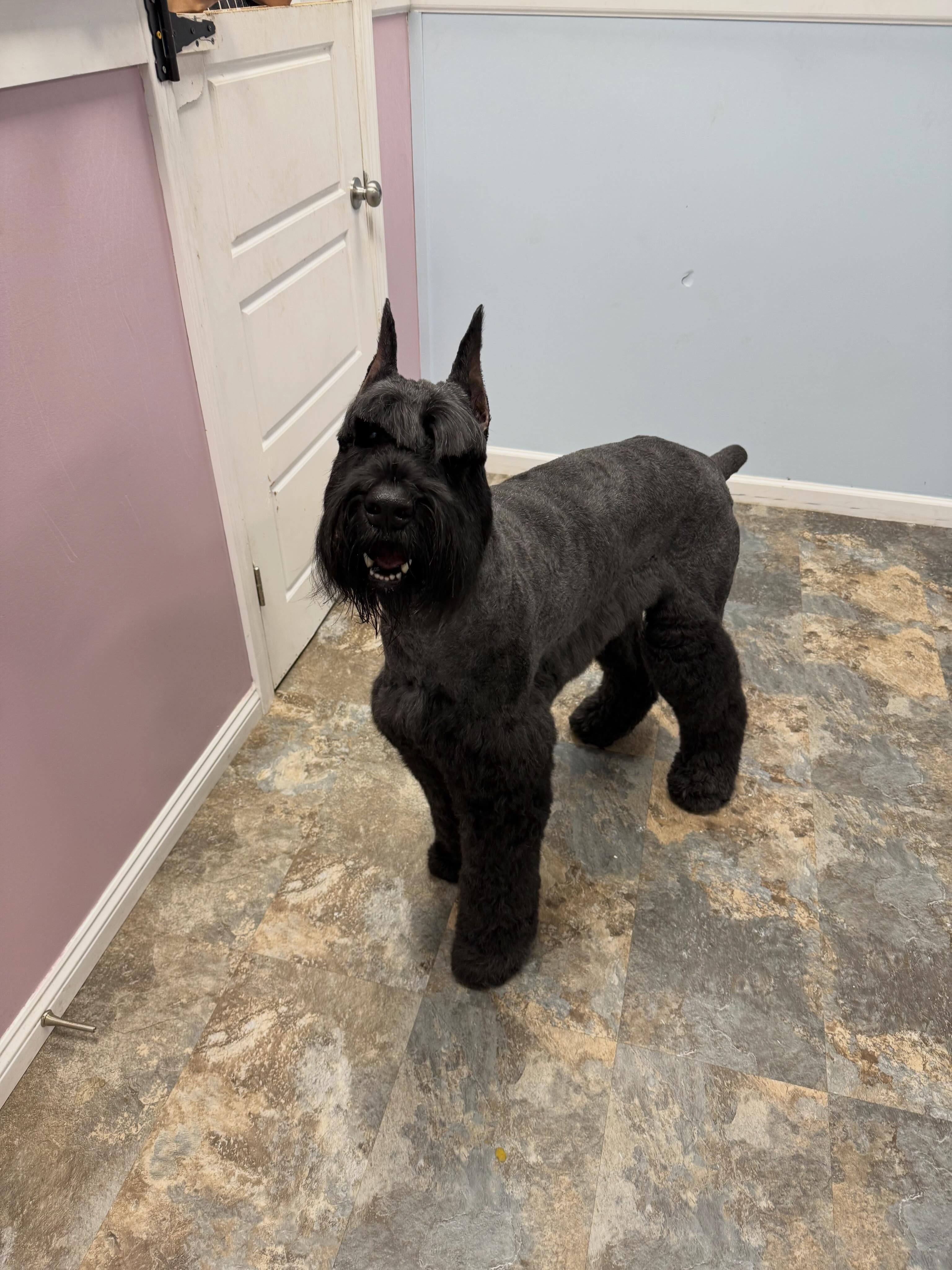 Now thatβs making a statement π€© the standard schnauzer at its finest!
#standardschnauzer #doggroomer #dogsofinstagram #dogspa #doglovers