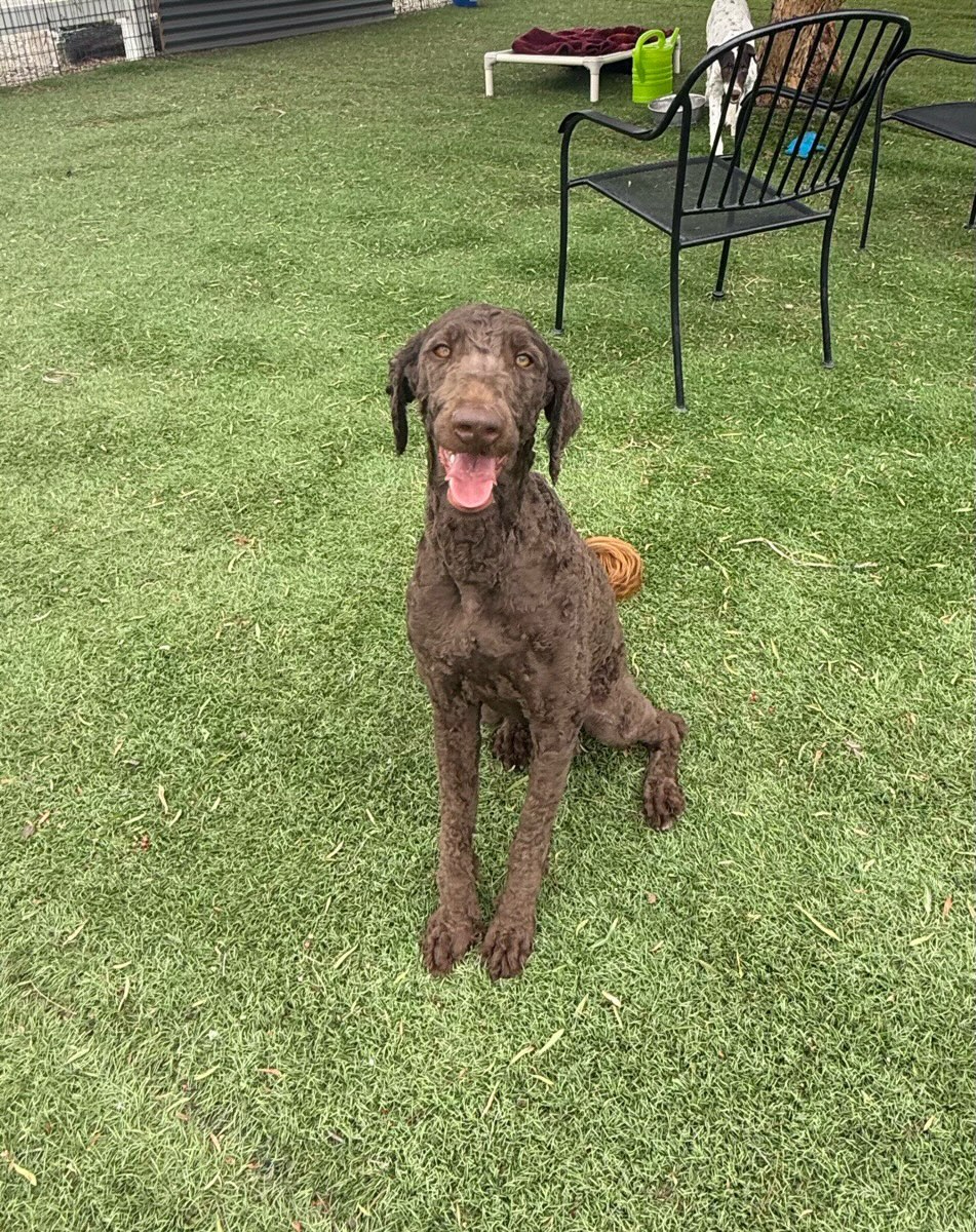 This is Hadley. She is an 11 month old Labradoodle. She came in with her sister Raven. Both are very friendly and have learned to walk on a leash. They had to be shaved down when they came in. We would like to keep them together.