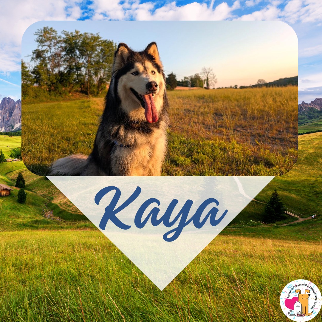 It's Meet Your New Best Friend Monday!
Meet Kaya! Where are all the husky lovers? This sweet, silly girl is looking for a new home through no fault of her own. Her new family will be so lucky to have her.
Kaya is, in her owner's words, "snuggly, playful, high-energy, beautiful, and very loving." She has a quirky, fun-loving, opinion-expressing husky temperament, and if you are a fan of huskies, malamutes, and such, you will absolutely melt when you meet her. Like most huskies, Kaya will do best in a home with a yard that has a secure physical fence; six feet tall would be best because she is most definitely an escape artist.
Kaya has not lived with other pets or kids, but when she sees dogs or people, she behaves in a playful, friendly, sometimes excited way. She is housetrained and does not need to be crated (and would prefer not to be) -- she just needs a little time to settle into a new home before being left alone for an extended period of time, and then she should do fine.
This gorgeous "woolly" (longhaired) husky is about 4.5 years old. She is spayed, up to date on vaccines, and microchipped. She is overall healthy. Her only possible health issue is urinary crystals. We are working with Kaya's foster and our vet to determine whether she needs to be on an Rx food or would do fine with a good-quality (but non-Rx) food.
Kaya is looking for a new home because her loving owner has had some ongoing medical issues that have made it impossible for him to care for his beloved pup. She found her way to a temporary foster care provider a few months ago with the goal of reuniting her with her "dad" soon. Now, however, it has become apparent that her dad is going to need a much longer recovery than originally anticipated and he has determined that it is in Kaya's best interest to find a wonderful new person/family who will love her and care for her for the rest of her life. We (FFOCAS) are helping Kaya's owner rehome her safely.
Interested? Please get in touch via email: ffocas4pets@gmail.com. We'll ask you to fill out a rehoming application to help keep this process as safe as possible for all involved.
#dogs #kaya #husky #monday #meetyournewfriend #adopt