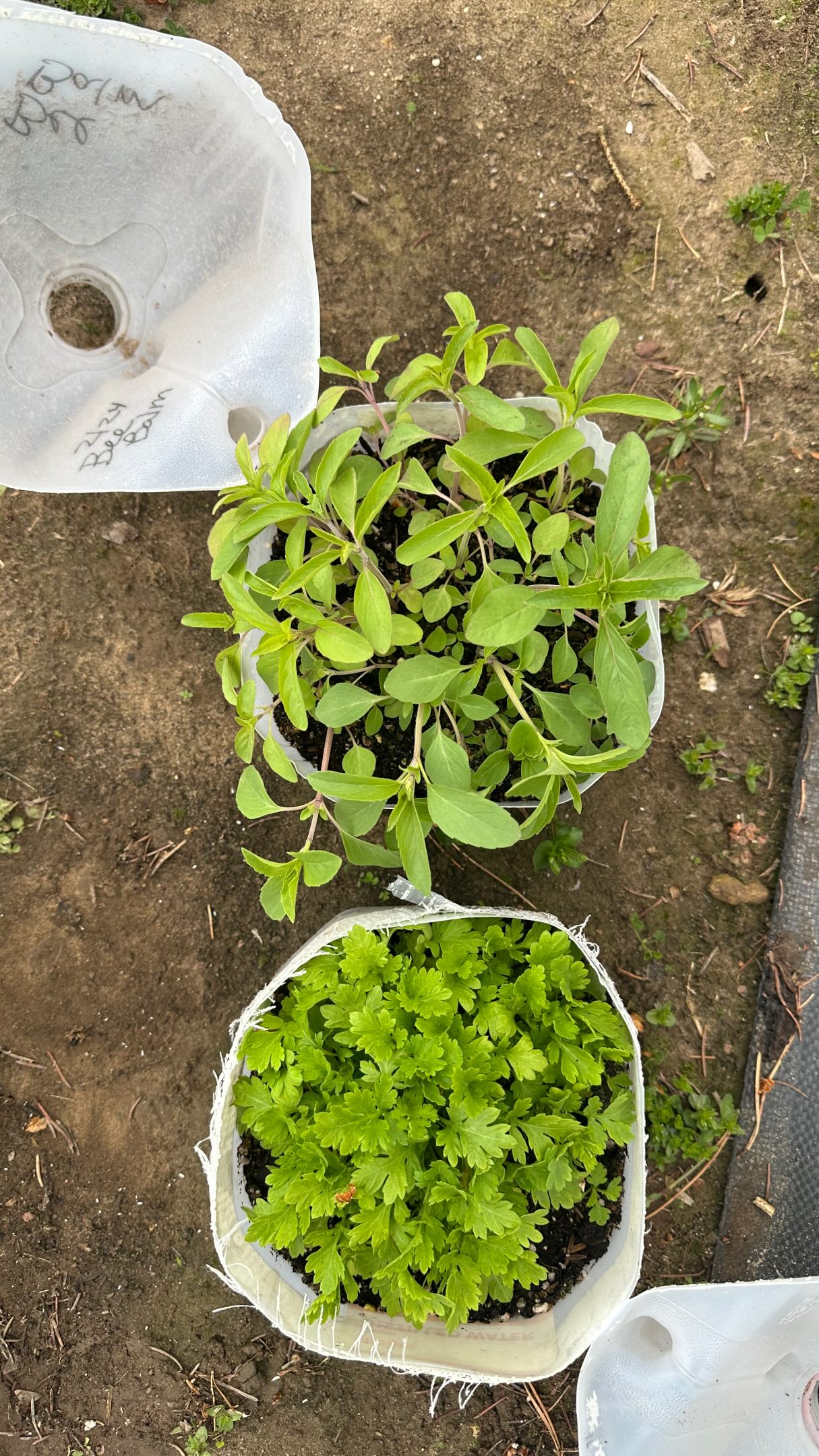 Here are the results from our winter sowing method in jugs. It’s sort of magical when you let nature do its thing. So fun and great to see it worked!
Now just getting them all tucked into their new homes. 🌱
Did you start any seeds this way this year?
If not, give it a try next winter!
#wintersowingmethod#results#perrenials#coolflowers#michigangardening