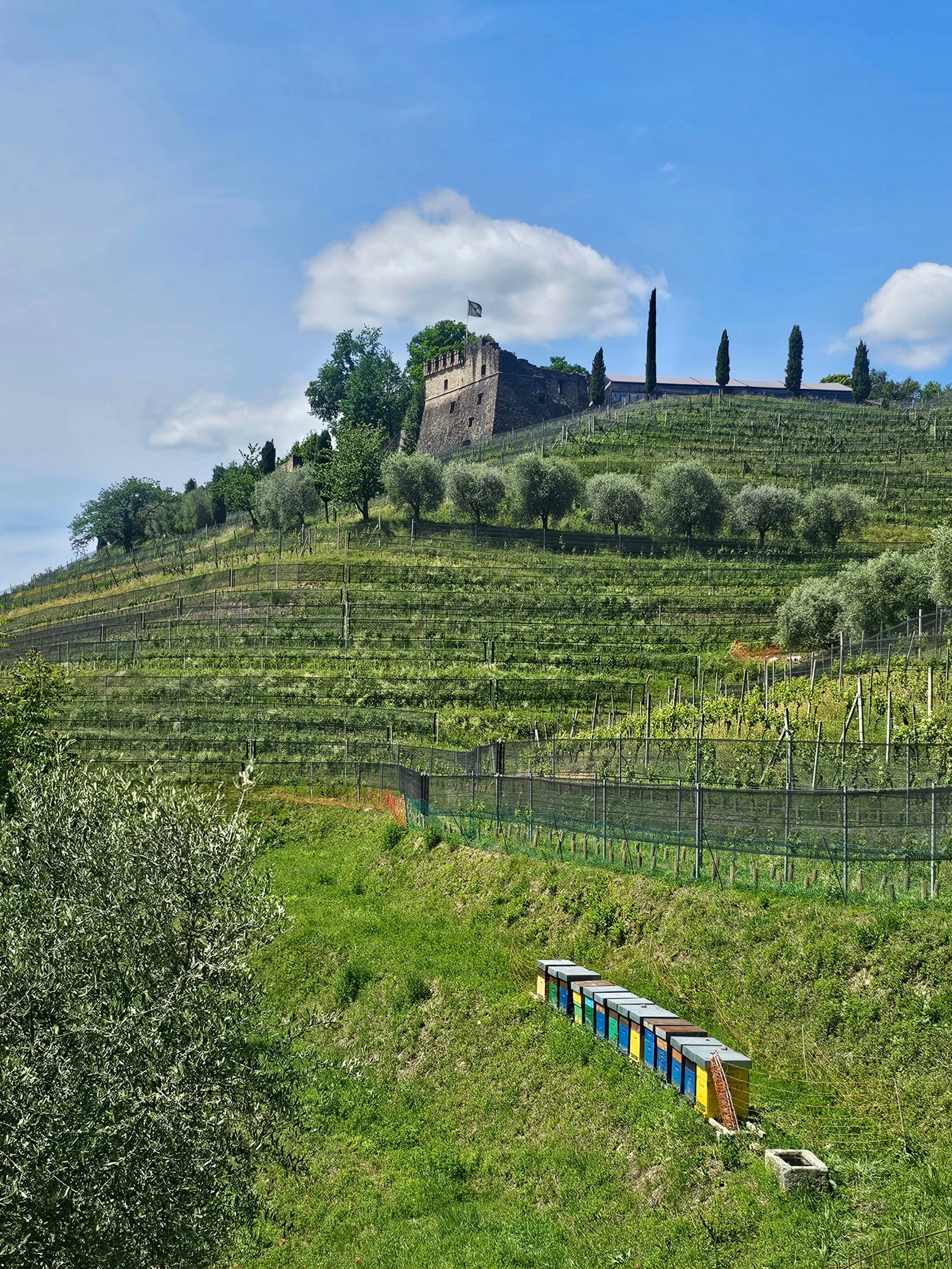 A heartfelt thank you to Tenuta Castello di Morcote for the wonderful hospitality during Cantine Aperte in Ticino.
An unforgettable experience filled with peace, serenity and conviviality, in an incomparable location overlooking the beautiful Lake Lugano. Every detail was perfectly curated, and it truly shows through the outstanding quality of the wines.
Thank you for sharing your passion and creating such a special atmosphere.
#ticino #castellodimorcote #swisswine #lugano #Barone1889