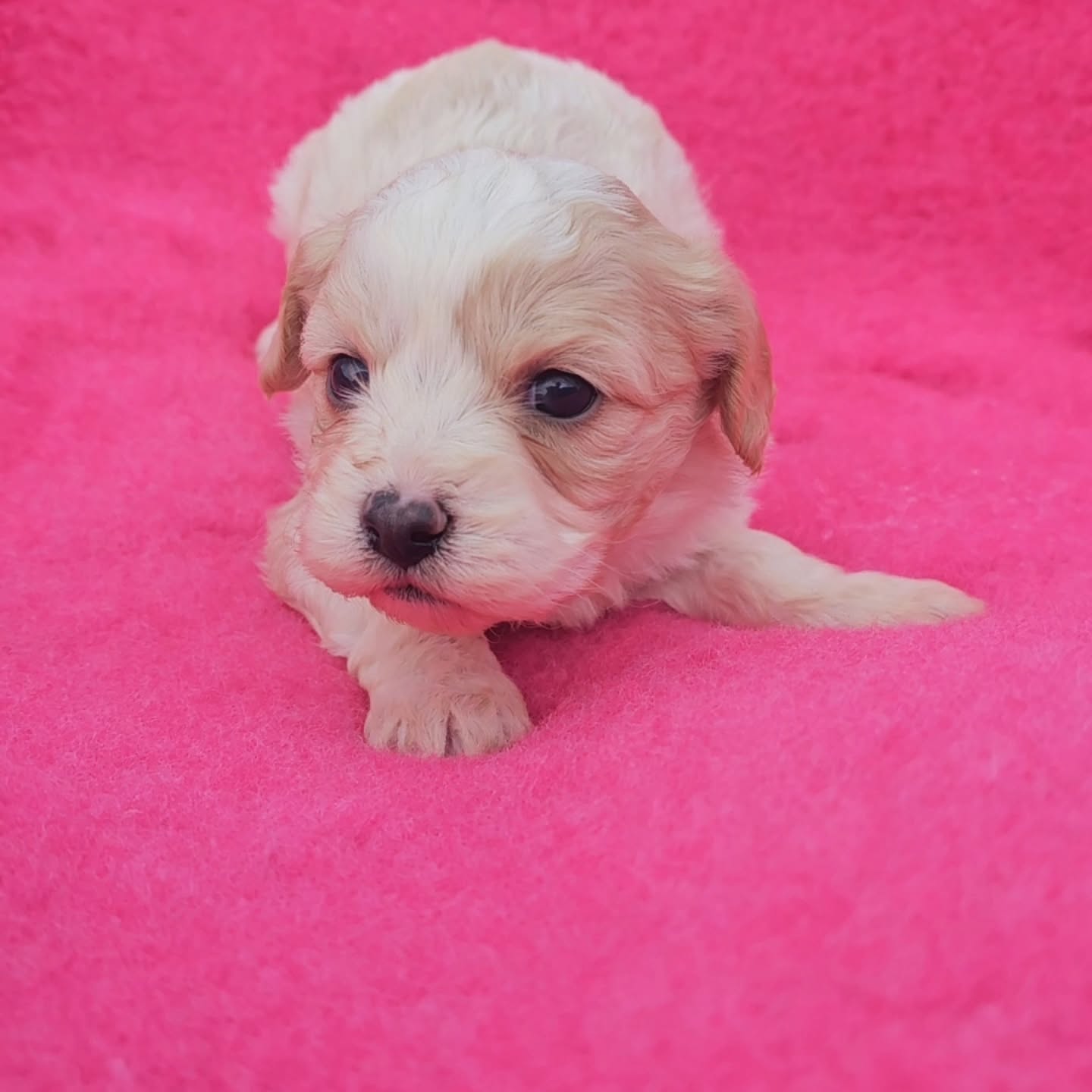 Cavachon female pup2
www.katashillviewkennels.com