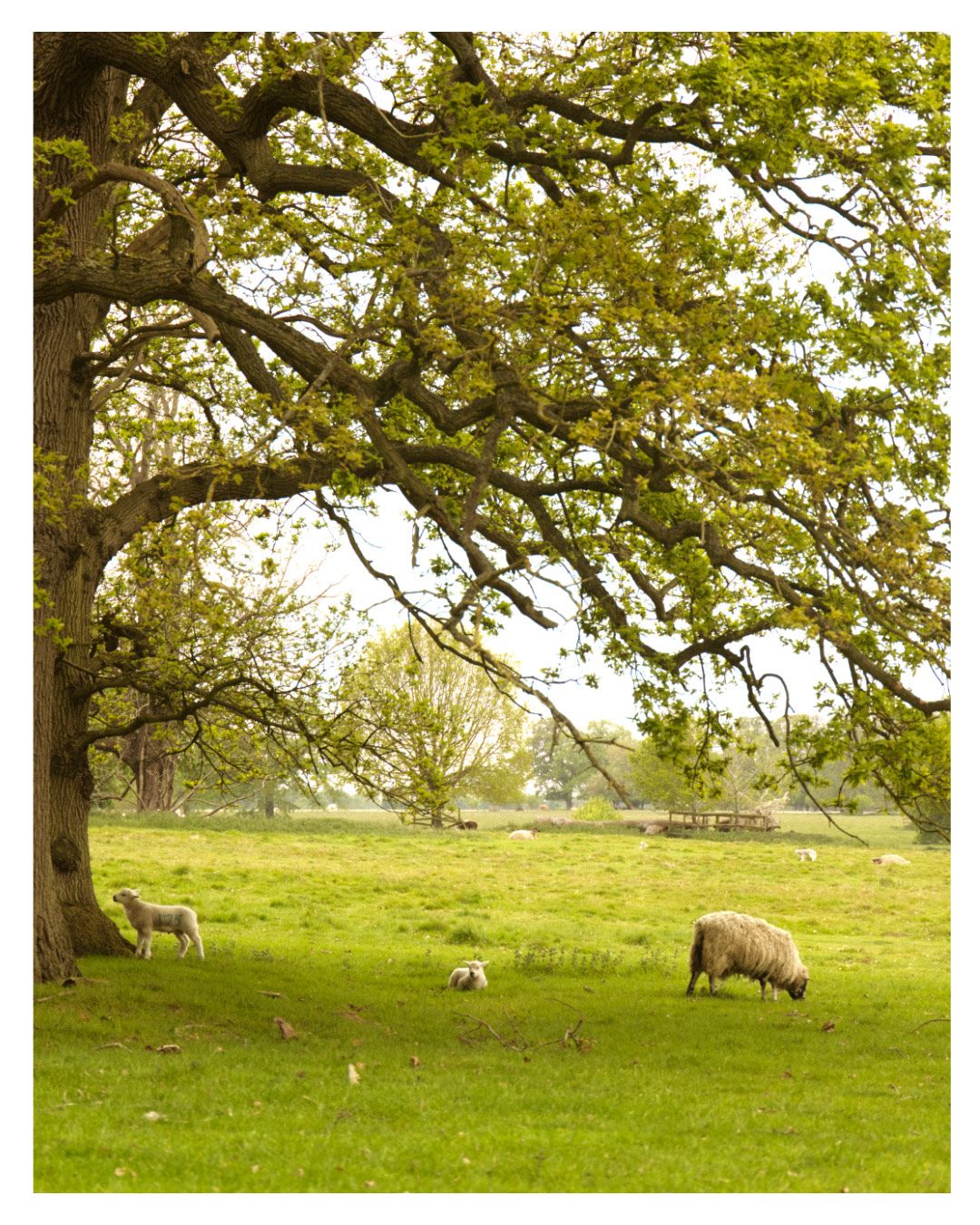 The sheep on the walks around Blickling Hall were so cute!! I haven’t seen lambs in a while so was nice to go see them 🐑✨
The hot chocolate at blickling is also pretty good!! ☕️🍫
Camera: Canon 6D mII
Location: Blickling hall
#Naturephotography #norfolkwildlife #naturewalks #NationalTrust
