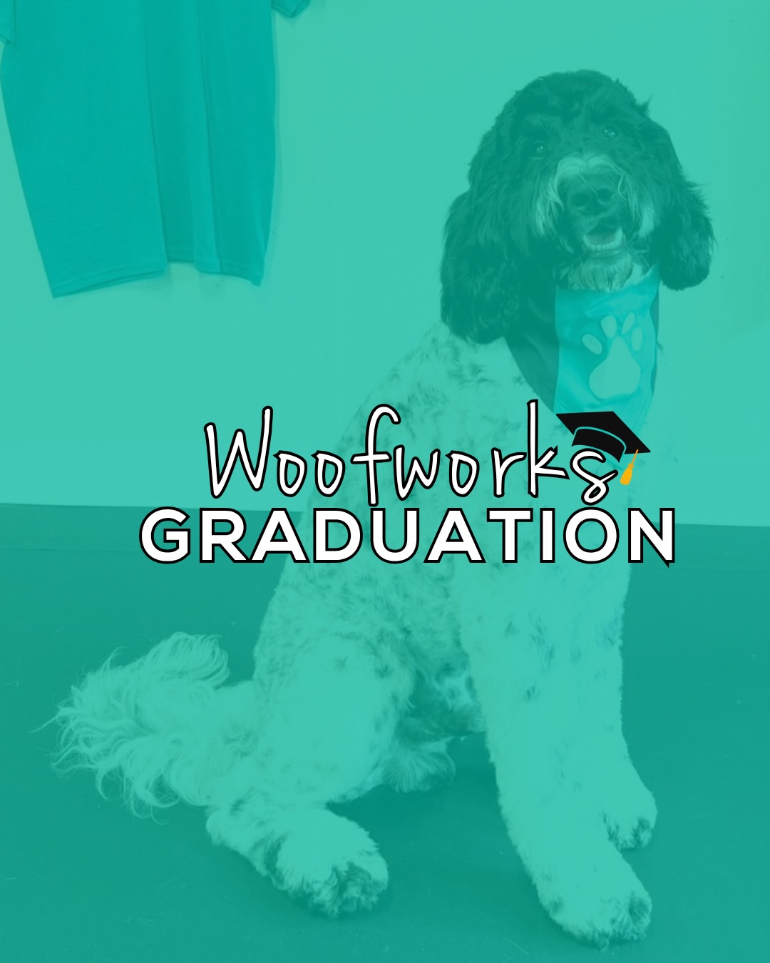 Happy Graduation to these amazing dogs and their dedicated owners 🐾🎓
Congratulations to:
🐶 Matt & Phoebe
🐶 Jayson & Kobe
🐶 Martha & Brianna
🐶 Maisie
🐶 Bri, Ernest, Josie & Jeff
🐶 Jeanne, Evie & Christine
🐶 Lucy & Sandy
🐶 Lynn & Henry
🐶 Levi, Heidi, Ellie & Santo
We’re so proud of all the hard work, consistency, and progress each team has put in throughout their training journey. Watching dogs and owners grow together is one of the best parts of what we do!
Thank you for trusting Woof Works to be part of your journey. We can’t wait to see all the continued success ahead 🐶✨
dog training maine • puppy training york me • dog obedience training • building better house pets • southern maine dog trainer • real life dog training #WoofWorksTraining #SouthernMaineDogs