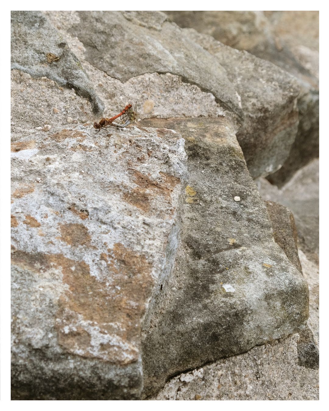 Came across this one on my laptop the other day and I really liked the lichen on the rocks and framing of the dragonfly’s
Camera: Fuji X-T3O
#naturephotography #dragonfly #insects #wildlife #nature