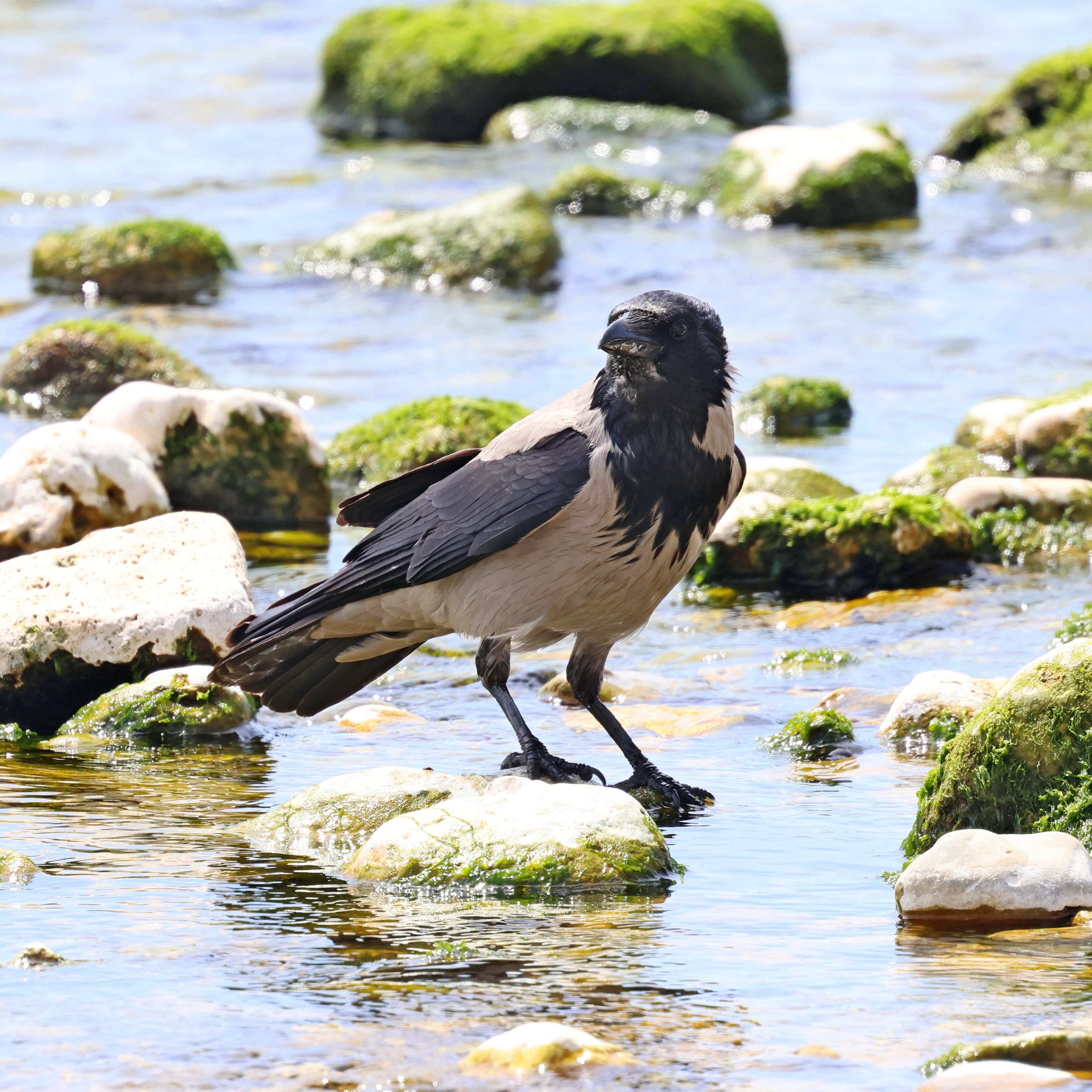 A hooded crow at Katelios.
#islandwildlife #kefaloniawildlife #greekwildlife #guidedwildlifewalks #birdlovers