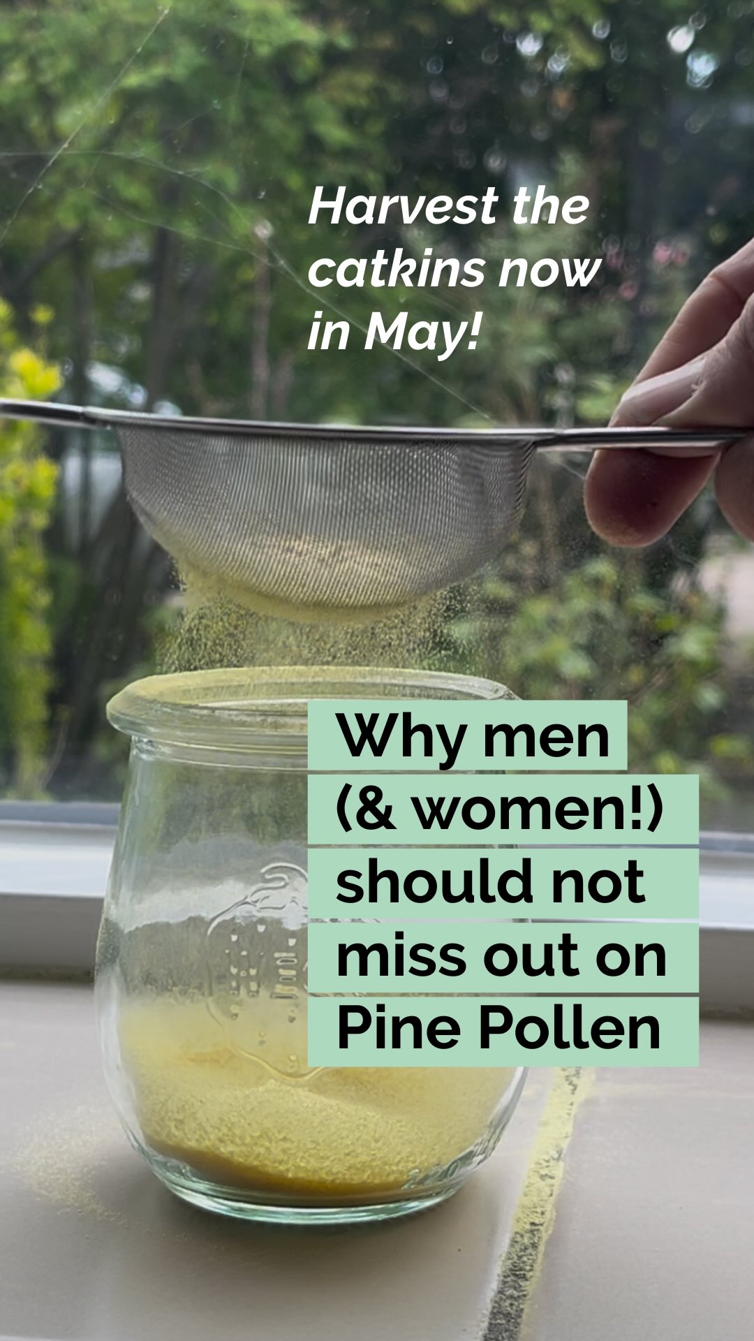 Pine Pollen has plant compounds that mimic testosterone (Phyto androgens), and has been used in herbal remedies to support:
✅ Hormonal balance
✅ Fertility
✅ Immune function
✅ Energy and recovery
✅ Support for perimenopause and healthy aging (women)
It's also packed with nutrients: Vitamins D, A, B1, B2, B3 and minerals like magnesium, calcium, selenium, potassium, iron, zinc. Add over 20 amino acids and powerful antioxidants to that and you have a golden treasure for our health.
How to harvest & dry & use:
>> Harvest in spring (April/May), when catkins release pollen with a light tap
>> Make sure you harvest from Pinus Sylvestris (Scotch Pine) or Pinus Nigra (Black Pine).
>> Sieve the catkins first with a regular strainer, then with a finer one and let the pollen dry completely.
>> Don’t use an oven to dry—high heat kills the good stuff.
>> Store airtight in fridge or freezer.
>> Add to smoothies, teas, or take as a tincture. Just ½ tsp a day is potent.
🚫 Caution:
If you have pollen allergies or hay fever, pine pollen might not be for you. Always test with a small amount first.
📌 Save this if you want to harvests pine pollen yourself
👉 tag a friend who needs to hear about pine pollen
💚Follow @helloherbal.world if you want to live life naturally
#PinePollen #Testosteronbooster #Foraging #HerbalRemedies #Pinetree Hormonalbalance