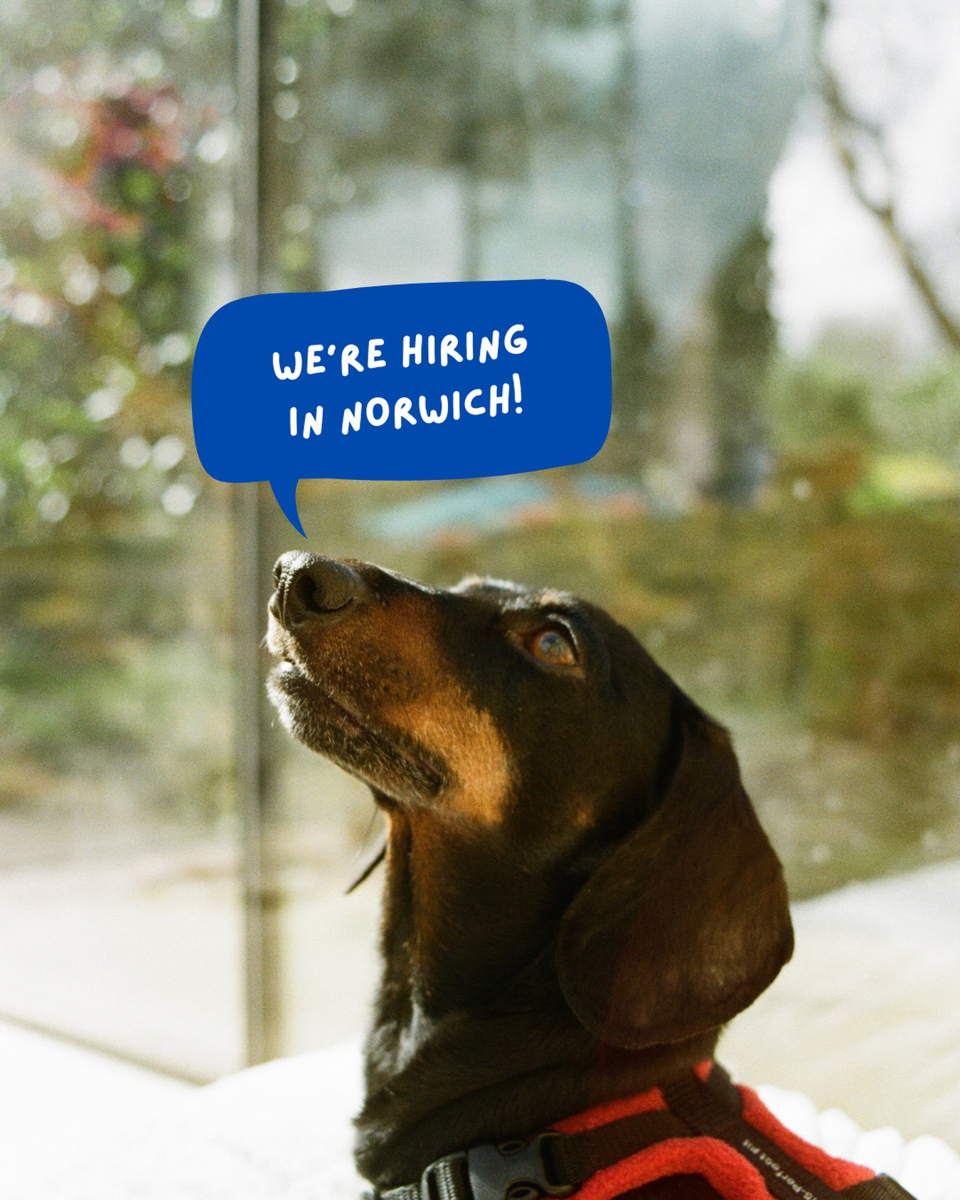 WE’RE HIRING IN NORFOLK… 🎉
We are looking for a self-employed pet sitter and dog walker to help cover Norfolk!
What we are looking for:
• Experience with pet care, especially with reactive dogs
• Must be able to do overnight stays
• Preferably drive a car but not limited to this
• Proactive, approachable and friendly
• there’s the option for work on marketing too!
Extra information:
This can be paired with part time work and we will need to see your most recent DBS. Sadly we will be losing a team member due to a change of circumstances🫶
How to apply:
Send your CV with examples of your favourite content created (if you’re interested in the extra work alongside the usual jobs!) to floofs.and.friends@gmail.com
deadline: 31/05/2026
✨Please share, like and comment those who would be interested✨
#petsofig #norwich #norwichbusiness