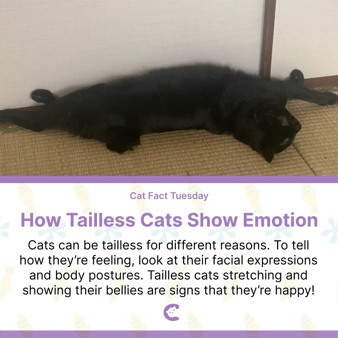 Notice if they have happy-meow (high pitched, relaxing) too!
#fact #cats_of_instagram #catlife #blackcat