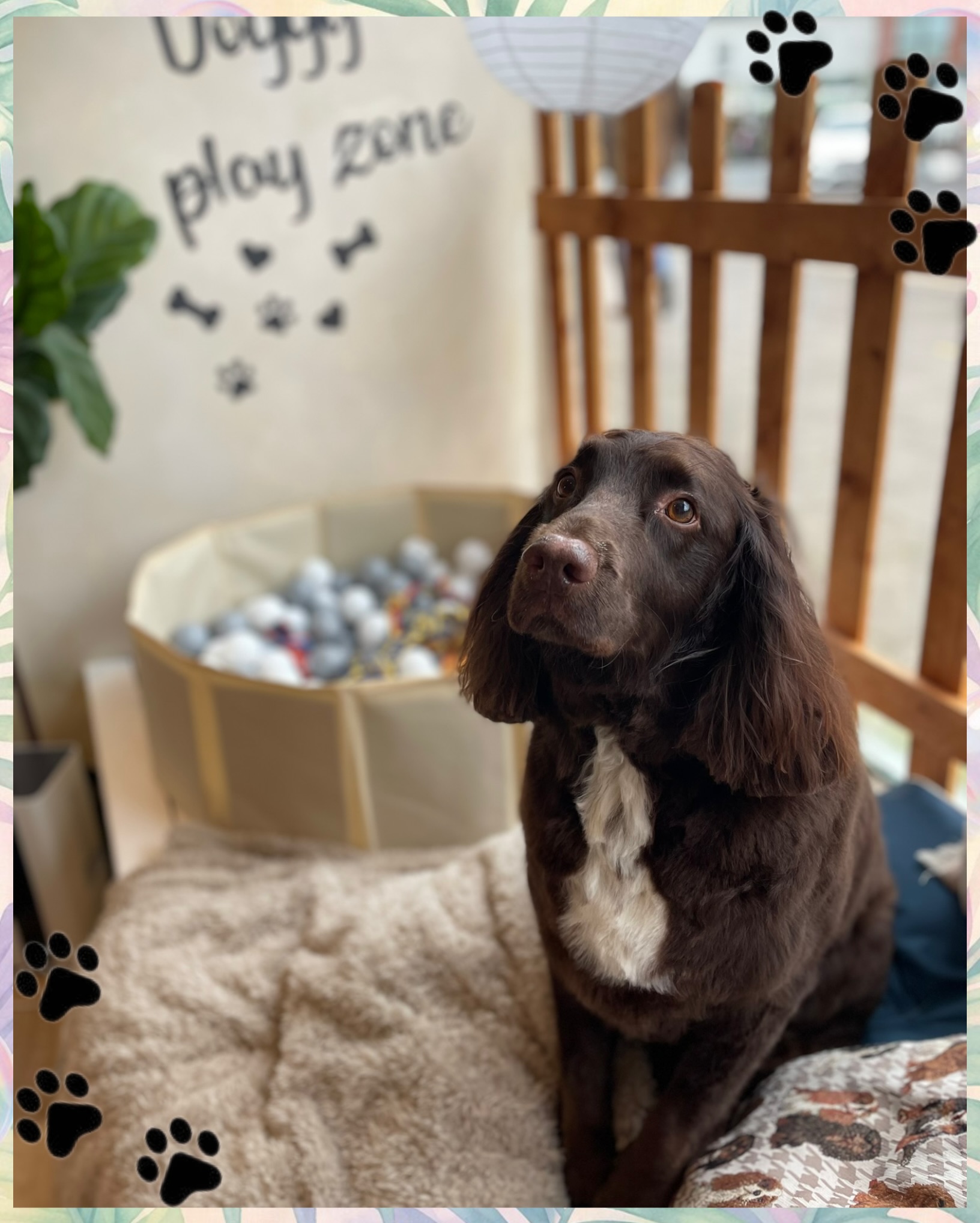 ✂️ Clip or Scissor? What’s the Difference? 🐾
One of the questions we’re asked most often is whether a dog should be clipped or scissored. The answer? Most grooms are actually a combination of both!
🐶 Clipping
✔️ Uses clippers to remove length quickly and evenly
✔️ Ideal for coat types that continue to grow, such as Cockapoos, Cavapoos, Spaniels and other mixed breeds
✔️ Keeps coats manageable and easy to maintain between appointments
✂️ Scissoring
✔️ Used to neaten, shape and perfect the finish
✔️ Great for tidying legs, feet, ears, tails and any stray hairs
✔️ Creates a softer, more natural look with beautifully balanced lines
Most regular grooms use both techniques.
We typically clip the main body areas to achieve the desired length, then hand-scissor the finishing details to create a neat, polished result.
What about double-coated breeds?
Dogs such as Golden Retrievers, Border Collies and Spaniels with true double coats are usually given an outline trim rather than being clipped short. We use scissors to tidy feathering, paws, ears and outline the coat while preserving the natural protective layers.
Every groom is tailored to your dog’s coat type, lifestyle and the finish you’d like to achieve. 🐾✨
#KnineDogStudio #DogGrooming #PetGrooming #DogHaircut #cotswoldsdogs