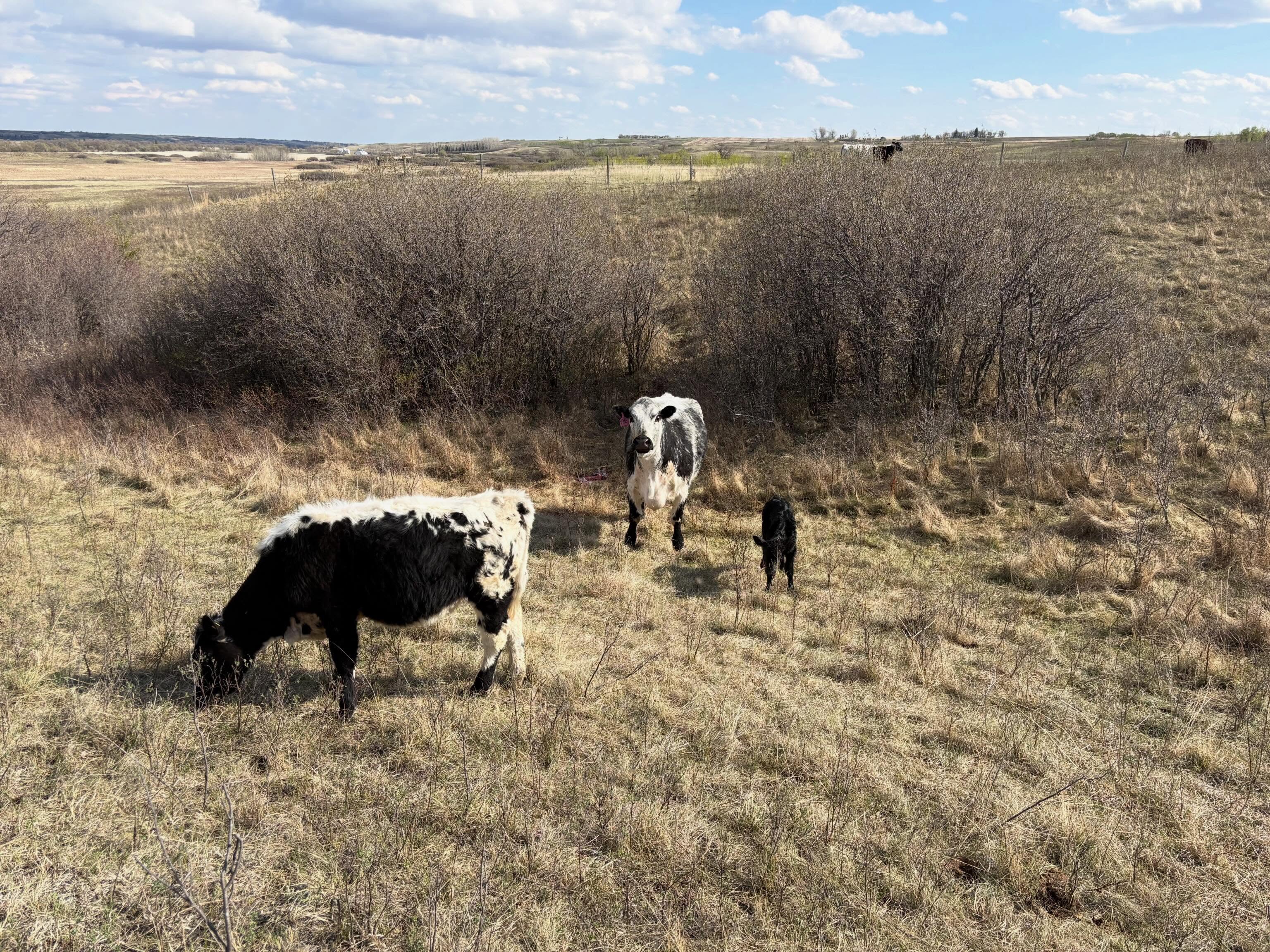 Calving continues 🥰🐮 🌾