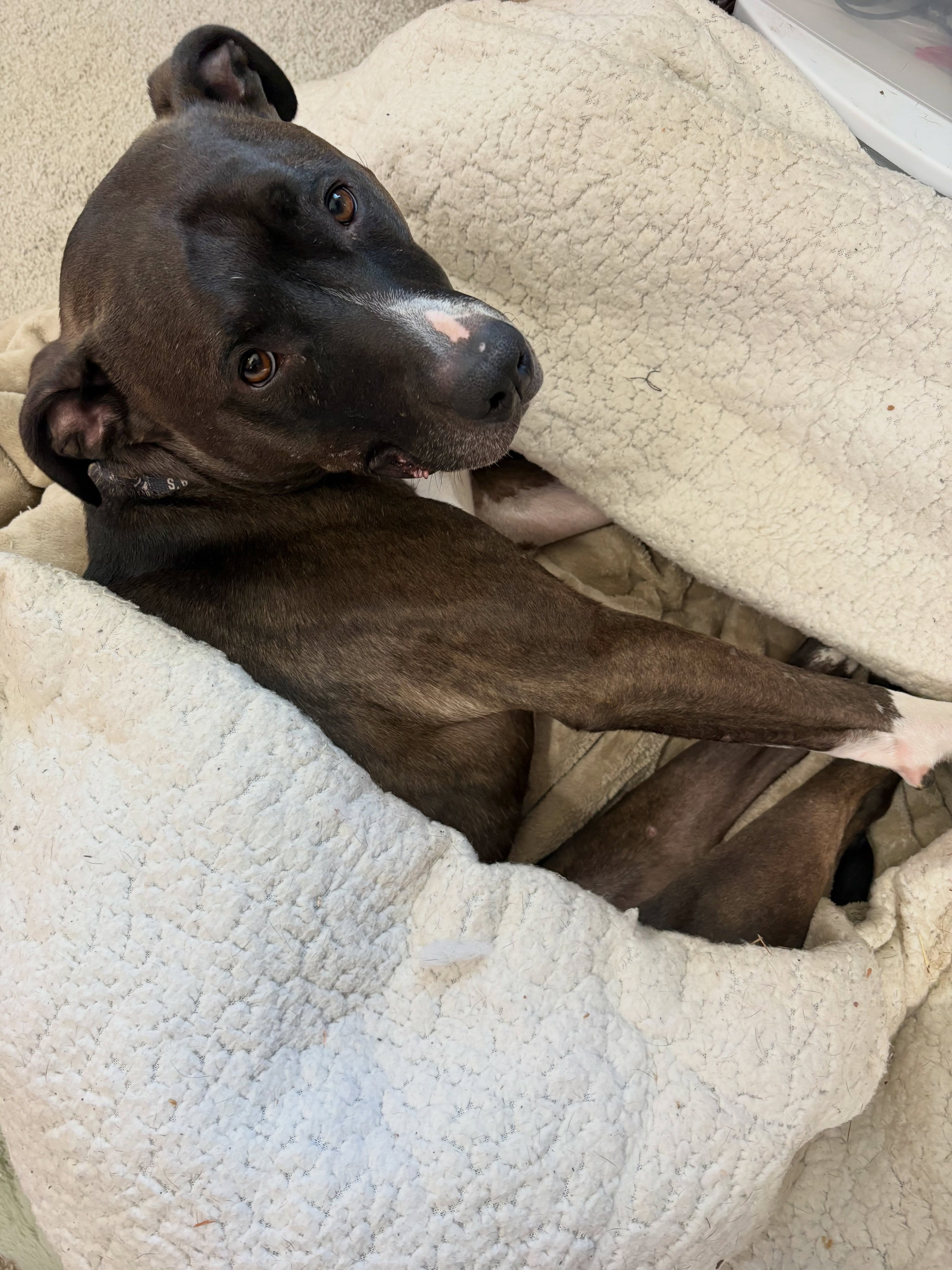 We need a miracle here. We need our amazing community’s support, for Chelsea.
Poor Chelsea has been having a rough time. We had a temp foster confirmed to take Friday while her foster parent went on a trip. Unfortunately, it wasn’t a good fit.
She has been staying at a volunteers home who knows and loves her but that volunteer has an insane work schedule and can’t keep past Monday (tomorrow!!!) morning at 8 am! We have been circulating non stop and asking anyone we know since Friday without luck finding someone.
We need a temp foster to take just Sunday night or Monday morning through Thursday the 21st when her full time fosters are back in town! That’s just four days!!!!
We need to find someone outside our immediate circle to help Chelsea. Can you help? Can you share and ask a friend?
She needs a home without kids, dogs or cats, or men and in a quiet neighborhood or just outside DC. So calling on allllll the amazing women in our community to step up for Chelsea!
Chelsea is incredibly sweet when she knows you and has a huge fan club of people - so we could get you support for walks or rides during the day or after work! She is potty and crate trained and can be in a home separated from dogs if needed!
Please let us know if you can help. This is all hands on deck so we can get Chelsea a soft place to land!!
🙏