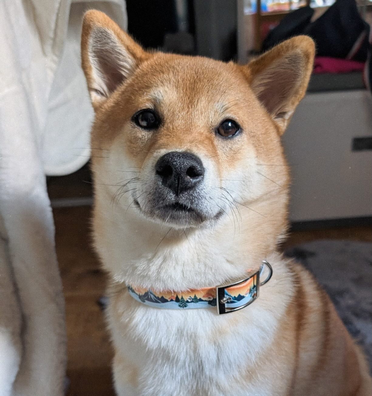 La jolie Anzu de @elevage.ofdinkiana avec collier au sommet 😍
#lateliereko #shiba #shibasofinstagram #shibainulove #madeinfrance