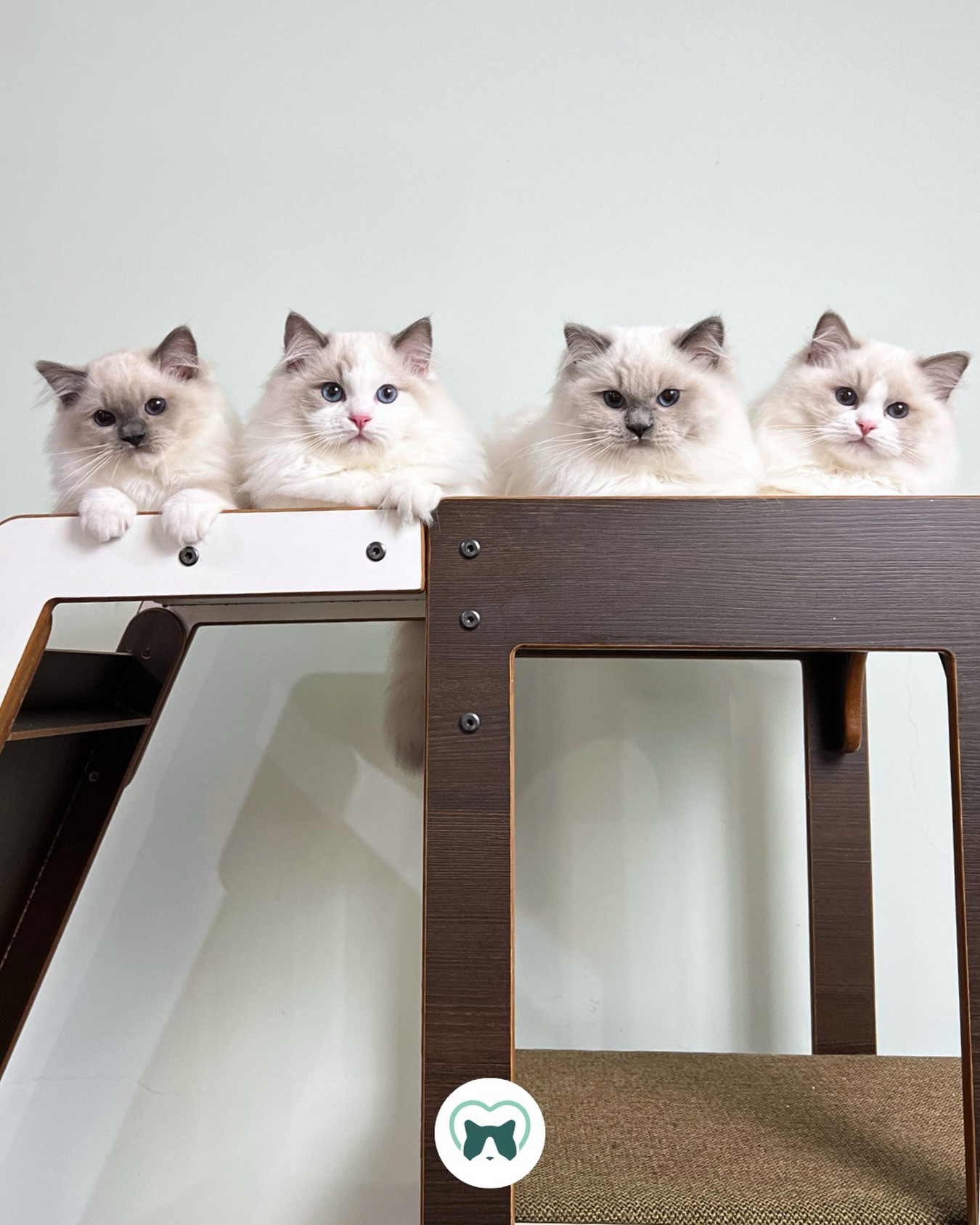 Você acha que consegue escolher só um? 😅
Beleza importa. Mas temperamento, saúde, genética e socialização fazem toda a diferença para um companheiro para muitos anos.💚 🐾
Aqui cada filhote cresce cercado de amor, cuidado, estudo e dedicação.
Os lindos filhotes da Rose e Rascal
💚 Blumenkatzen Finnley (Tommy)
💚 Blumenkatzen Floyd (Thor)
💚 Blumenkatzen Floki
🩷 Blumenkatzen Fergie
#blumenkatzen #ragdoll #filhotes #ragdollbrasil #ragdollkitten