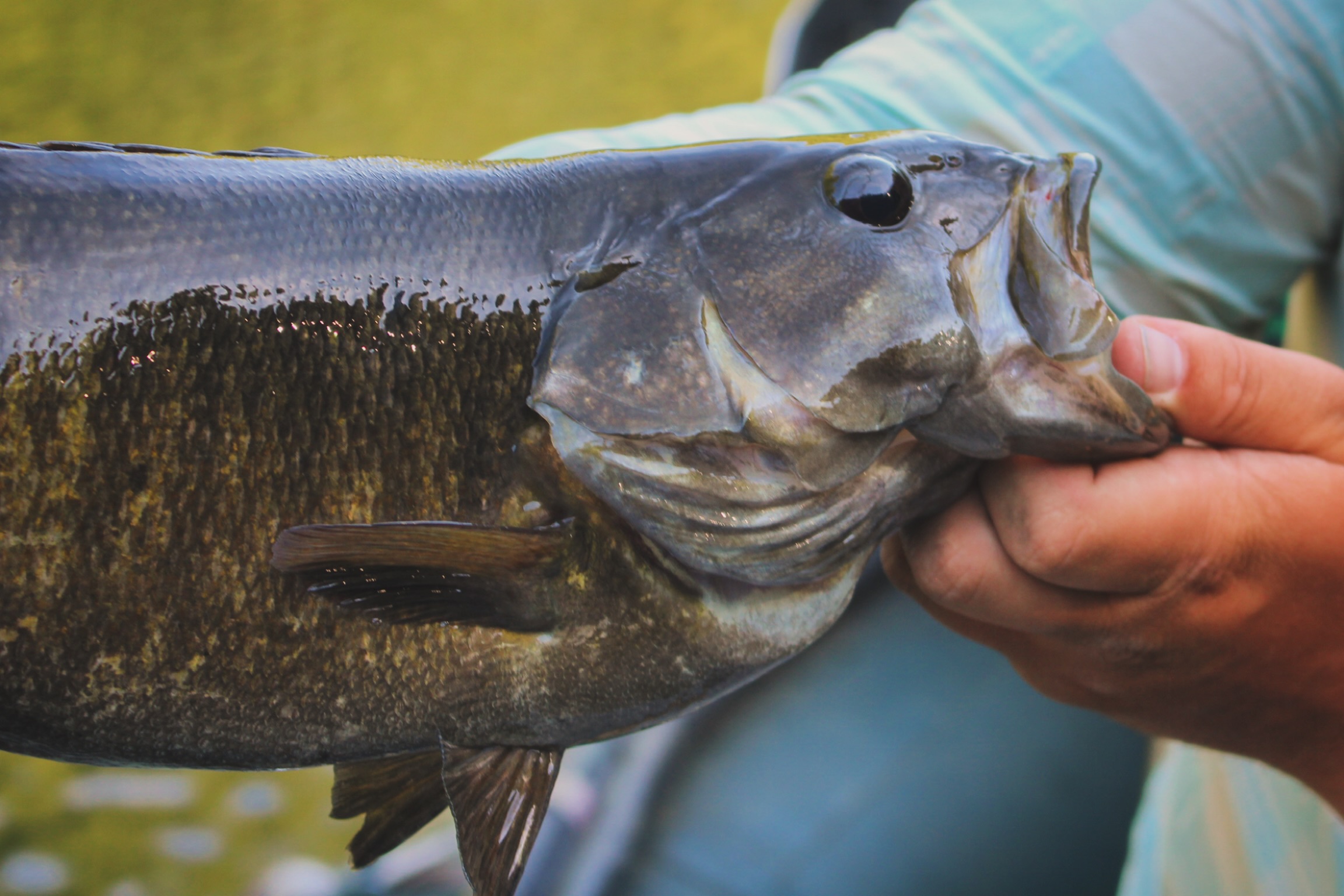 Small jaw, big belly. 🤘
~
#smallmouthonthefly #flyfishtn #flyfishing #thehatchoutfitters #hatchout