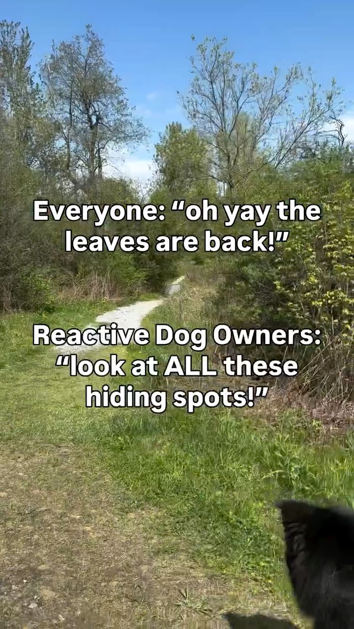 With warmth comes more traffic at our favorite walking spaces. More traffic = more triggers for our reactive pups.
Remember visual barriers can be one of the most effective management strategies to keep our reactive dogs less stressed and prevent explosions in the first place.
See a dog, jogger, bike, or skateboard coming down the path? Step off behind a tree, bush or take a different trail to create space and block your dog from seeing the trigger up close.
•
•
•
#positivereinforcementdogtraining #reactivedogs #summervibes☀️