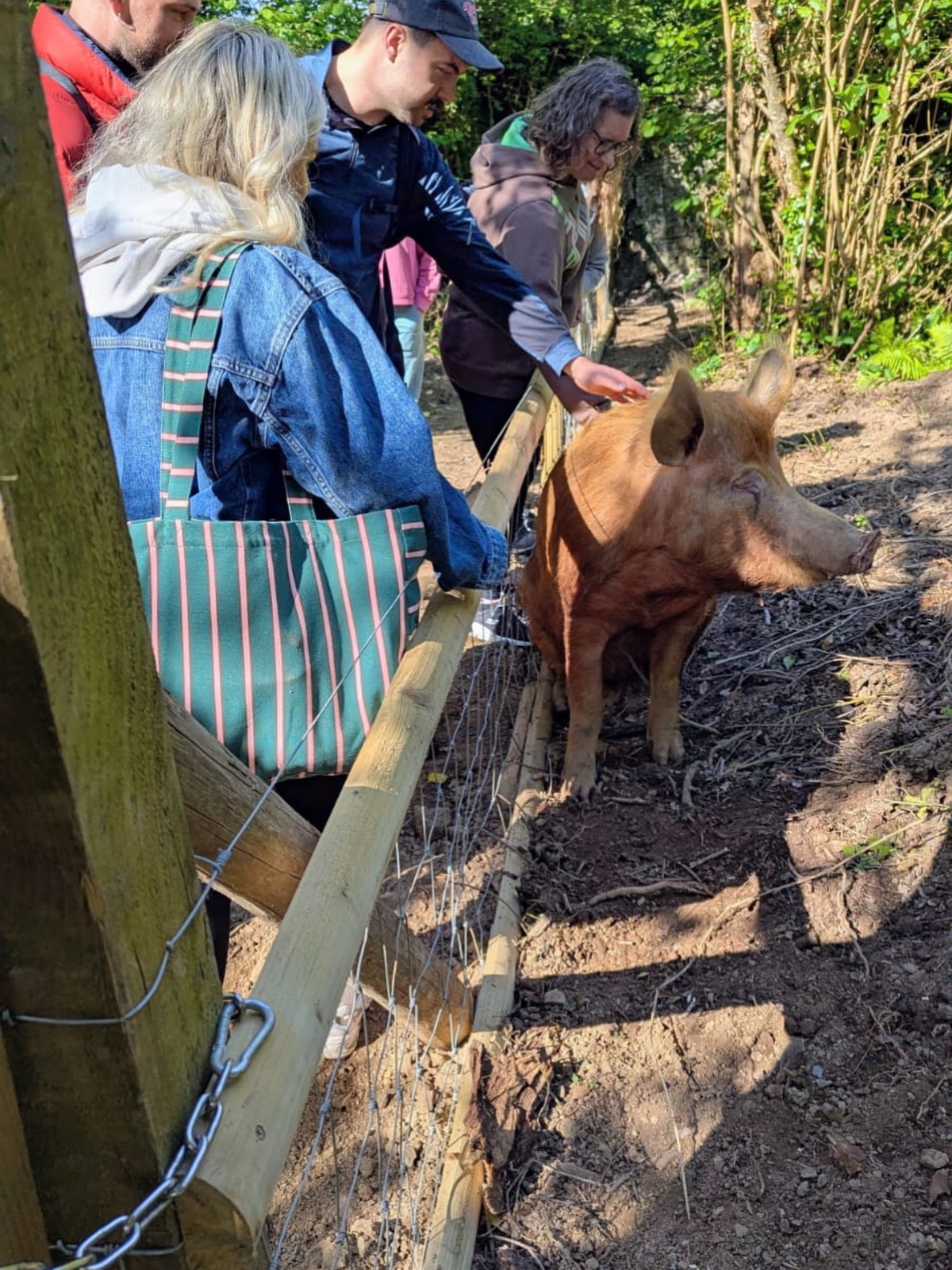 Monty - Fan favourite
#tamworthpigs #rewilding