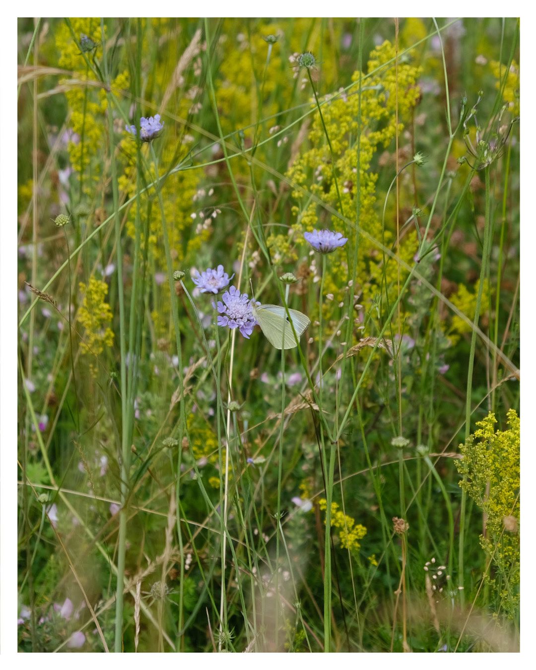 I think this is a cabbage butterfly? But if you know for sure please let me know!! 🦋
Camera: Canon 6D mII
Location: Cambridge botanical Gardens
@cubotanicgarden
#naturephotography #cambridge #insectphotography #norfolk #flowers