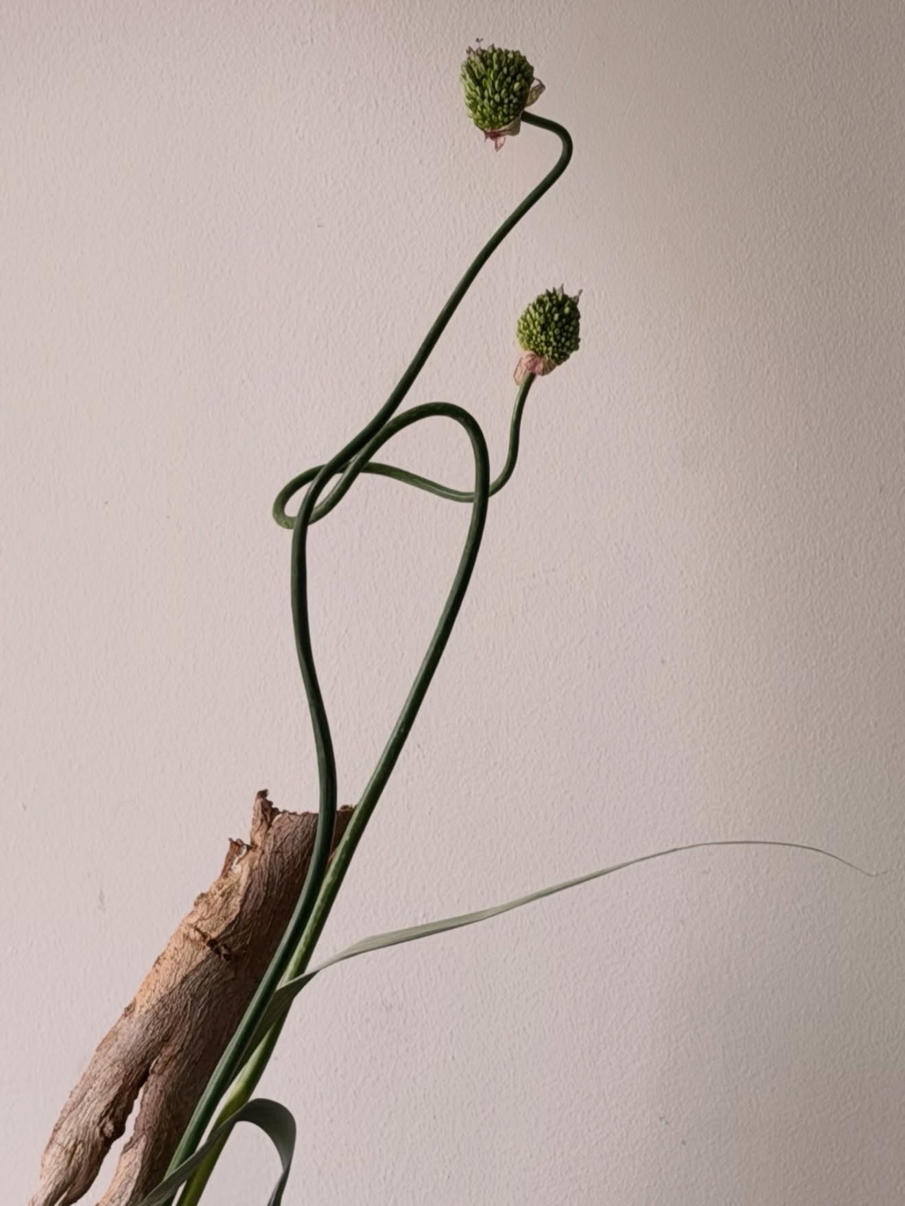 The movement of the garlic flower,
like a tiny creature
Playful
Elegant
Sharp
ネギ坊主の動き
何かの生き物のよう。
かわいいパターンにも、
エレガントでシャープにも