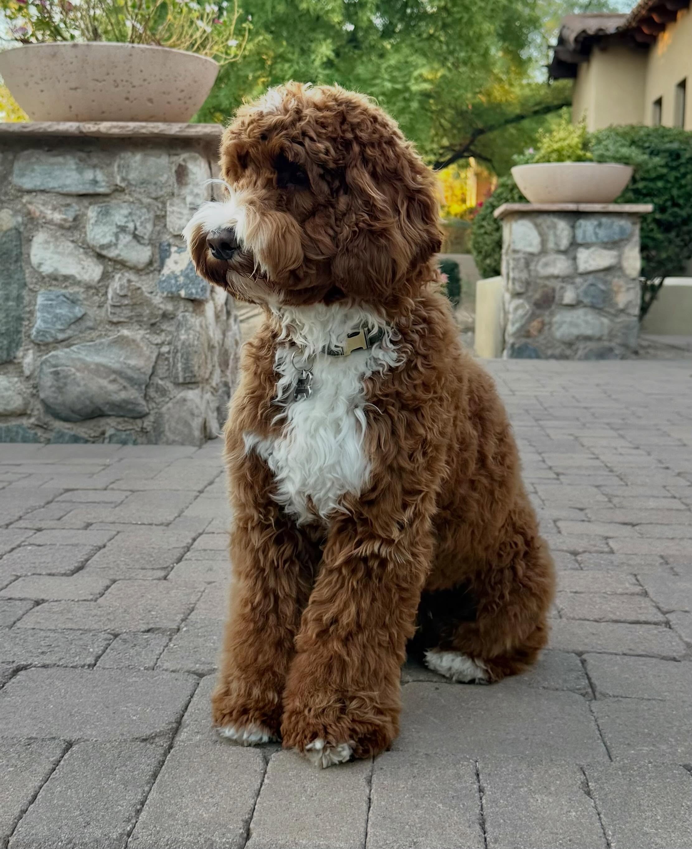 Ollie, our newest addition! We are so excited that Ollie has joined our program as our new stud muffin. Ollie might be the sweetest boy out there ! He lives in Scottsdale with his three brothers and mom and dad.โค๏ธโค๏ธโค๏ธ