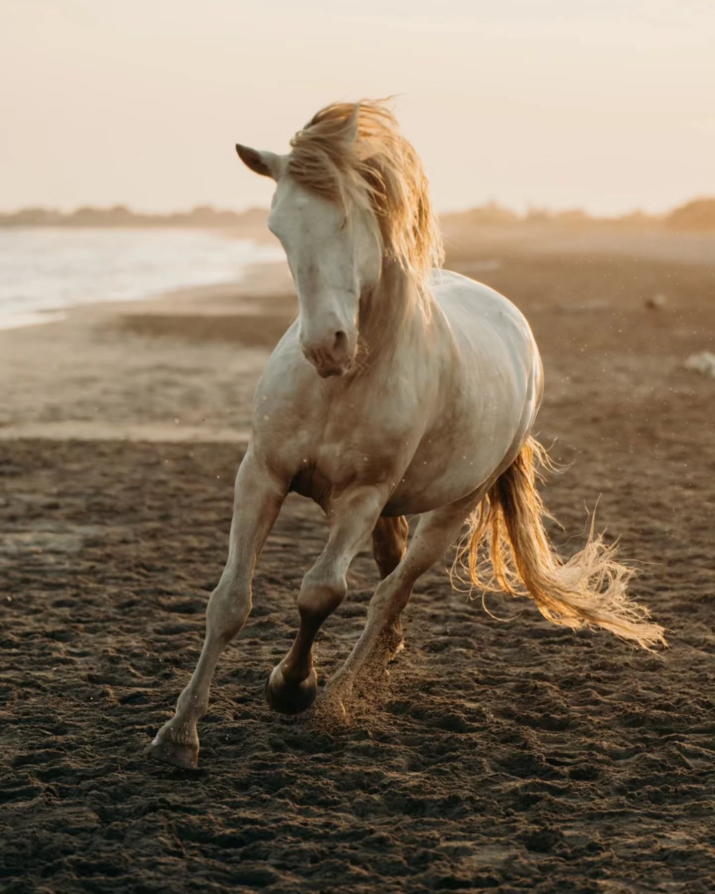 Un soir de printemps aux Saintes Maries de la Mer.
Cela faisait des années que je n'avais pas eu l'occasion de réaliser un shooting équestre. Et dire que j'ai commencé la photographie avec les chevaux, dans mon centre équestre en Alsace quand je devais avoir 15 ans 🥹
C'est assez drôle de se dire que depuis que je suis arrivée dans le Sud, en terre de Camargue, je n'avais fait qu'une seule séance avec des chevaux.
Un grand merci à @syrah_shibalibre pour sa confiance et son amitié ! Sans oublier ce beau Régal, prêt à conquérir les cœurs 🤭
#shootingequestre